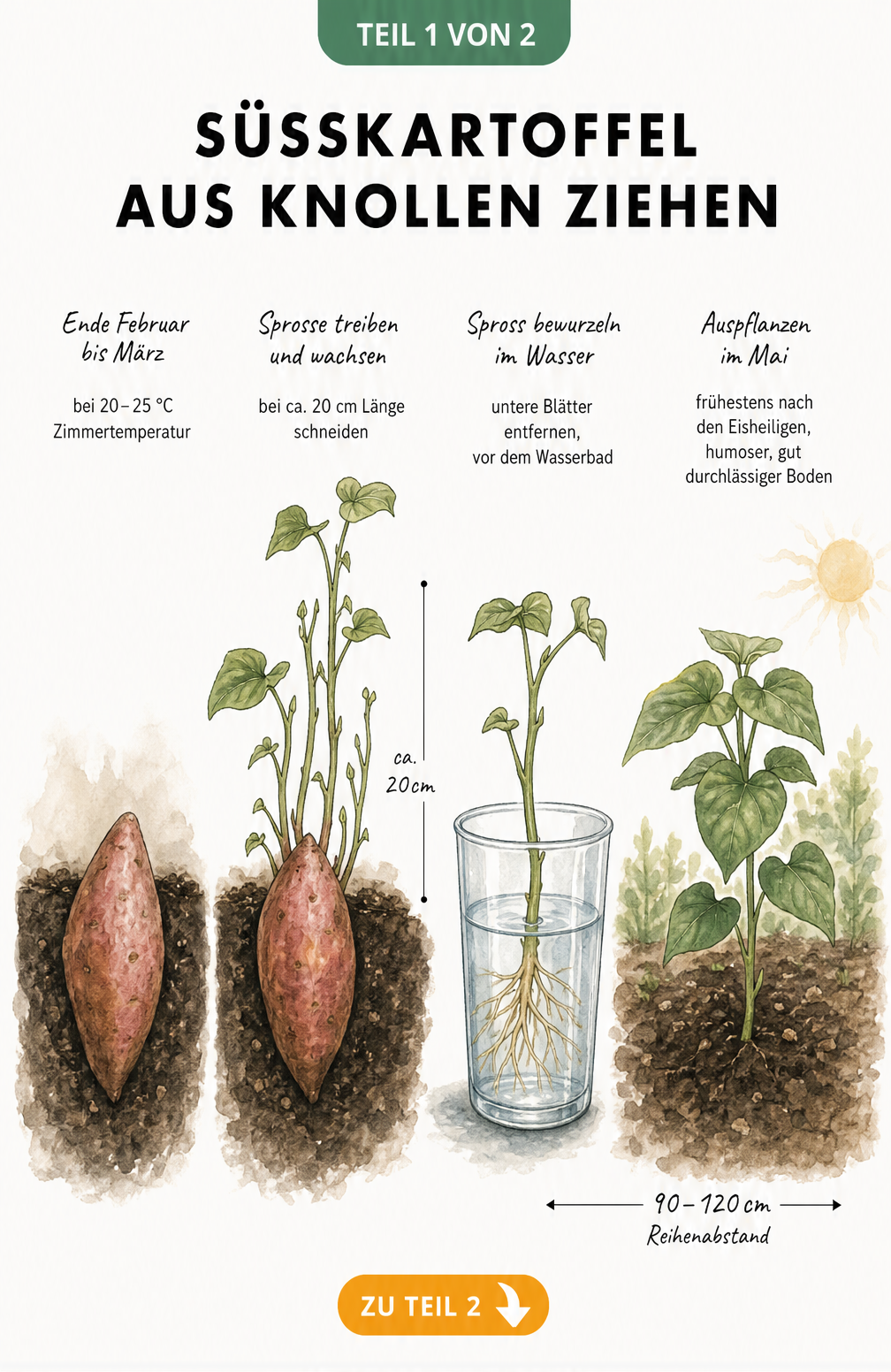 Illustration der Süßkartoffel-Vermehrung: Von der Knolle in Anzuchterde über den Spross im Wasserglas bis zur ausgepflanzten Jungpflanze im Beet.