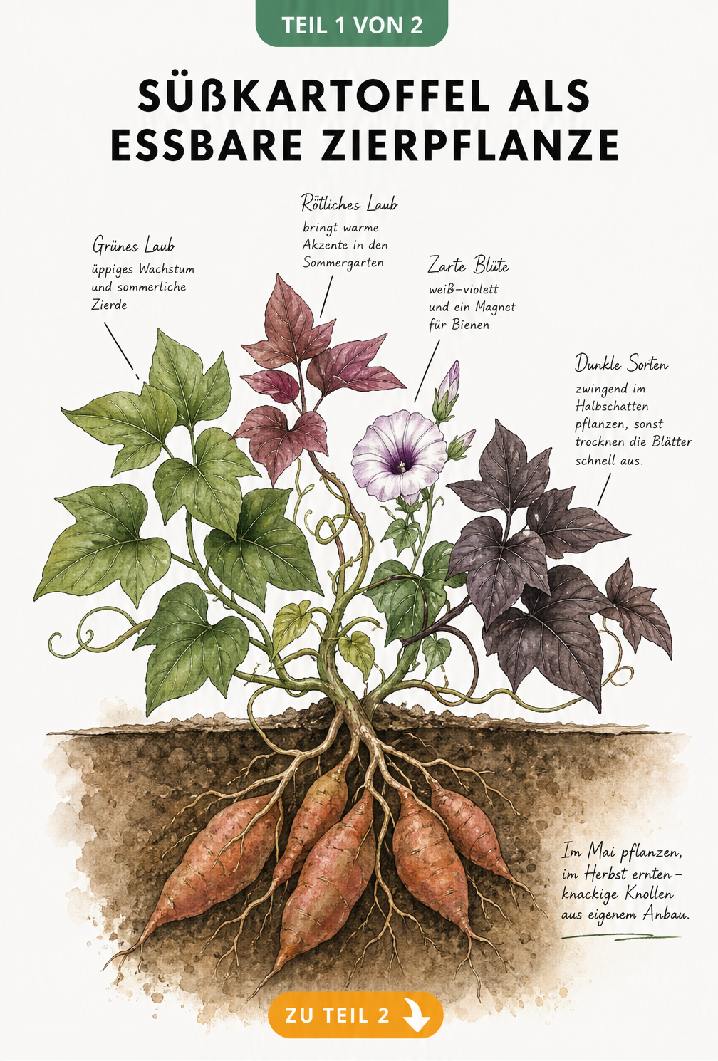 Botanische Illustration der Süßkartoffel mit Knollen, verschiedenfarbigen Blättern und Blüten