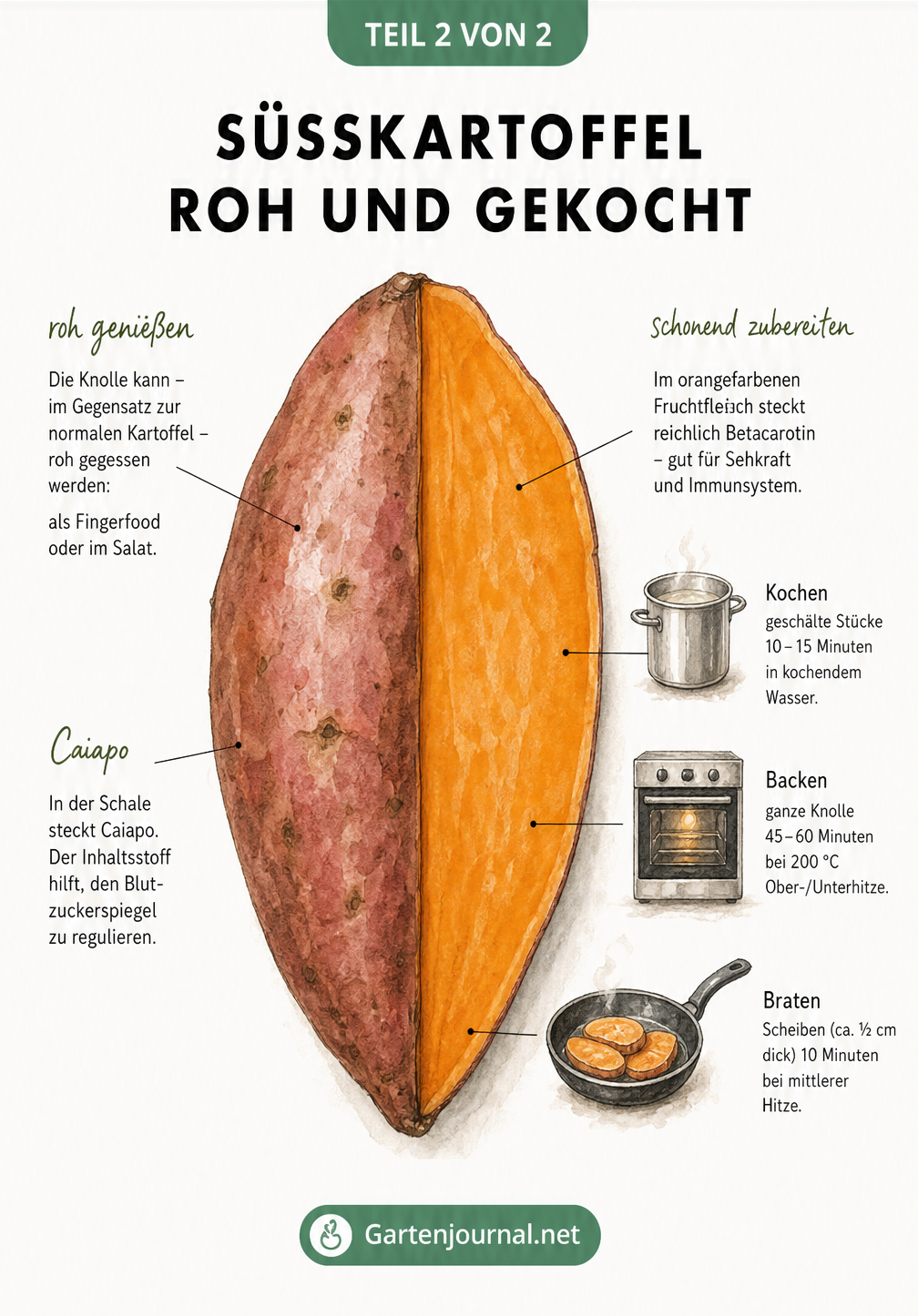 Illustration einer halbierten Süßkartoffel mit Hinweisen zu Inhaltsstoffen, Rohverzehr und Garzeiten für Kochen, Backen und Braten.