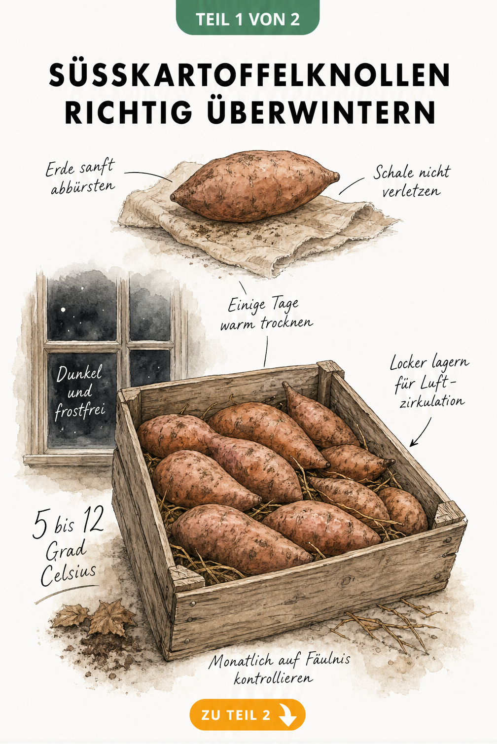 Illustration einer Holzkiste mit Süßkartoffelknollen zur Überwinterung bei 5 bis 12 Grad