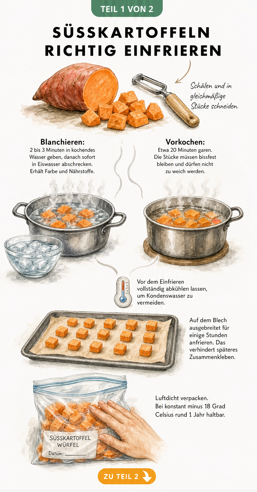 Illustration zur Vorbereitung von Süßkartoffeln zum Einfrieren mit Schälen, Blanchieren, Vorkochen und Anfrieren auf einem Backblech