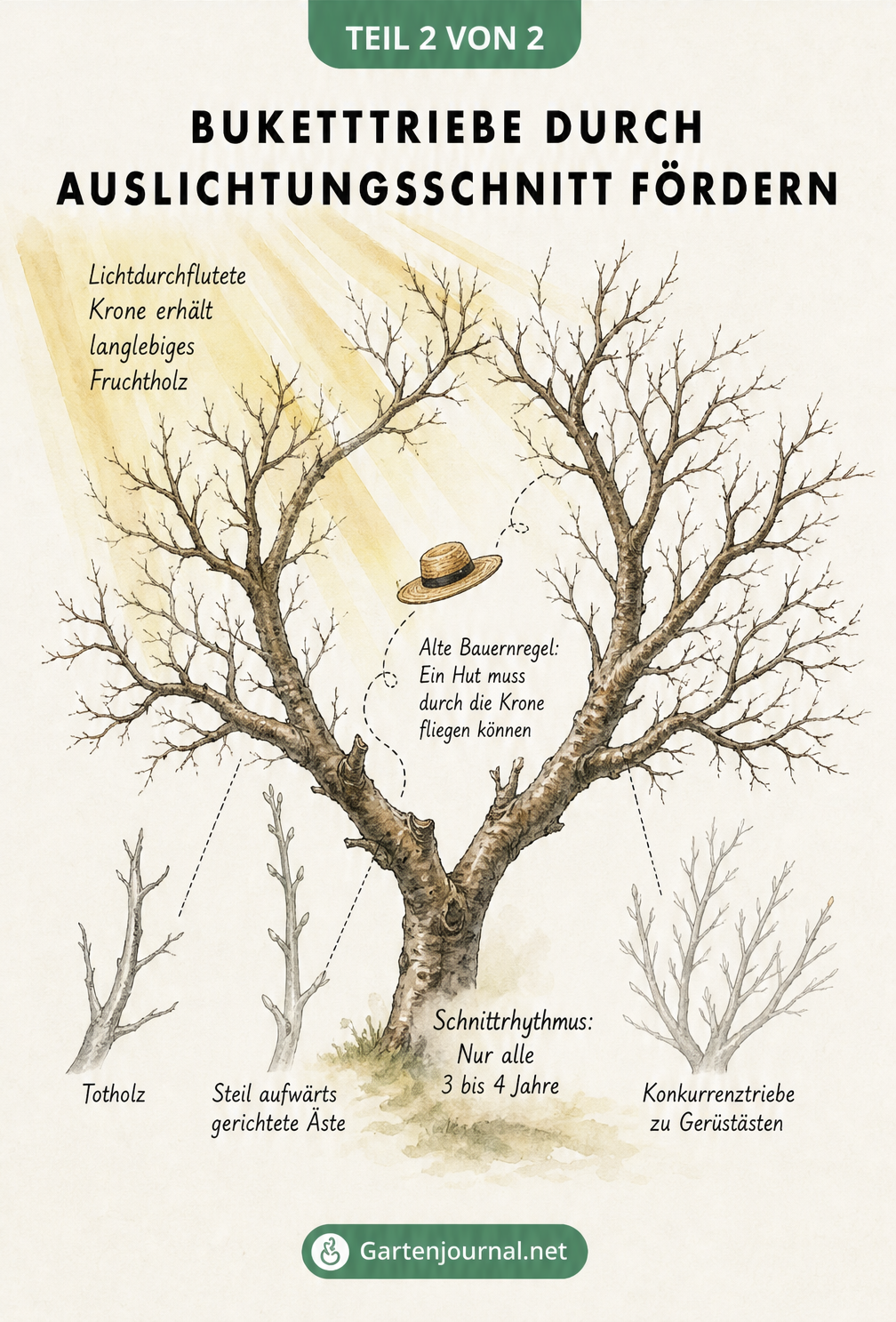 Illustration einer Süßkirschenkrone, die durch einen Auslichtungsschnitt lichtdurchflutet ist, mit Hinweisen zum Entfernen von Totholz und Konkurrenztrieben.