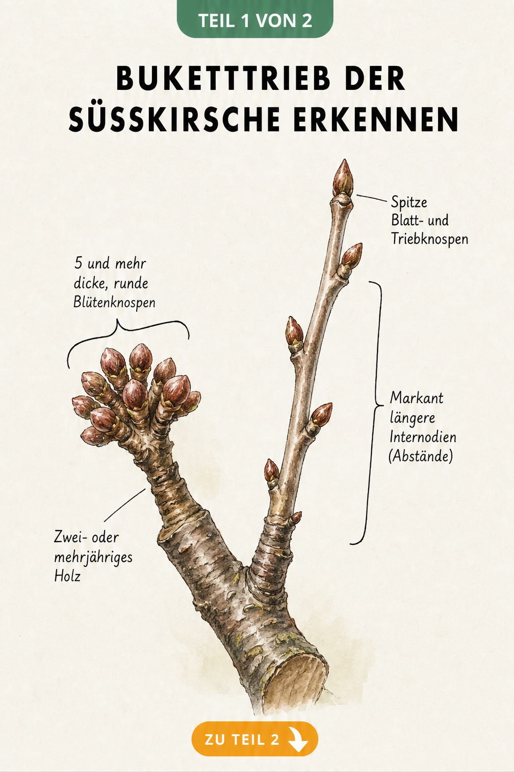 Botanische Illustration eines Süßkirschen-Astes, die den Unterschied zwischen einem Buketttrieb mit runden Blütenknospen und einem regulären Trieb mit spitzen...