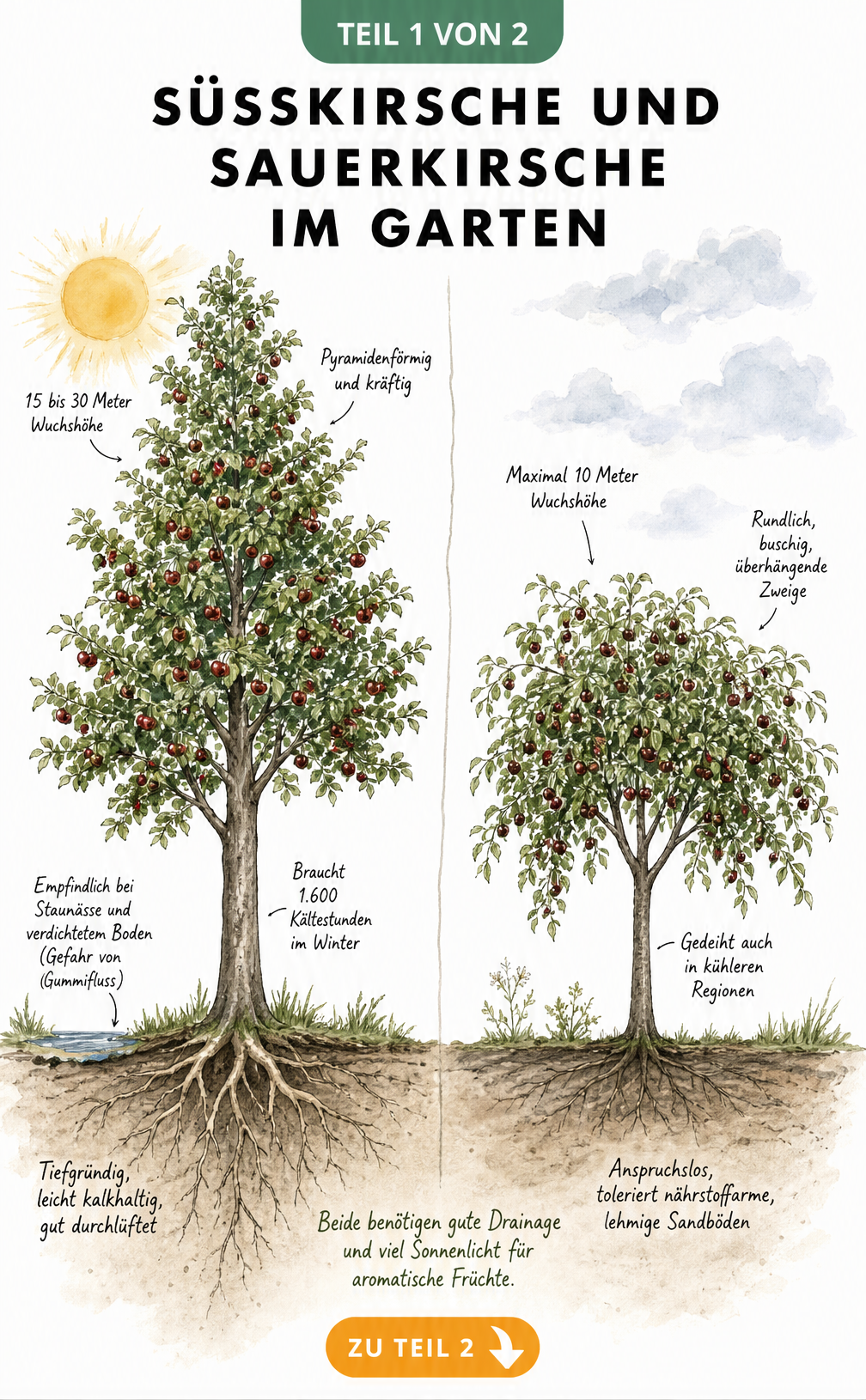 Botanische Illustration eines Süßkirschbaums und eines Sauerkirschbaums im Vergleich mit Wurzeln und Bodenbeschaffenheit