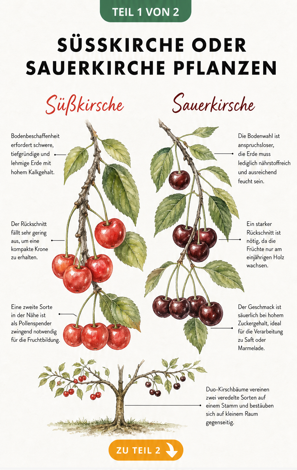 Botanische Illustration von Süßkirsche und Sauerkirsche mit Hinweisen zu Boden, Schnitt und Bestäubung