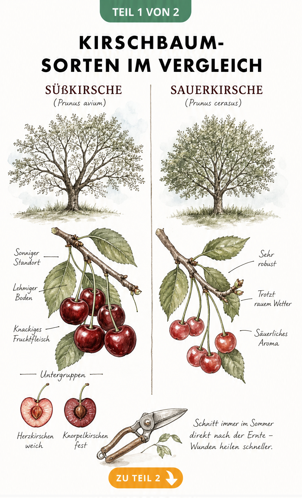 Botanische Illustration von Süßkirsche und Sauerkirsche mit Blättern, Früchten und Standortansprüchen