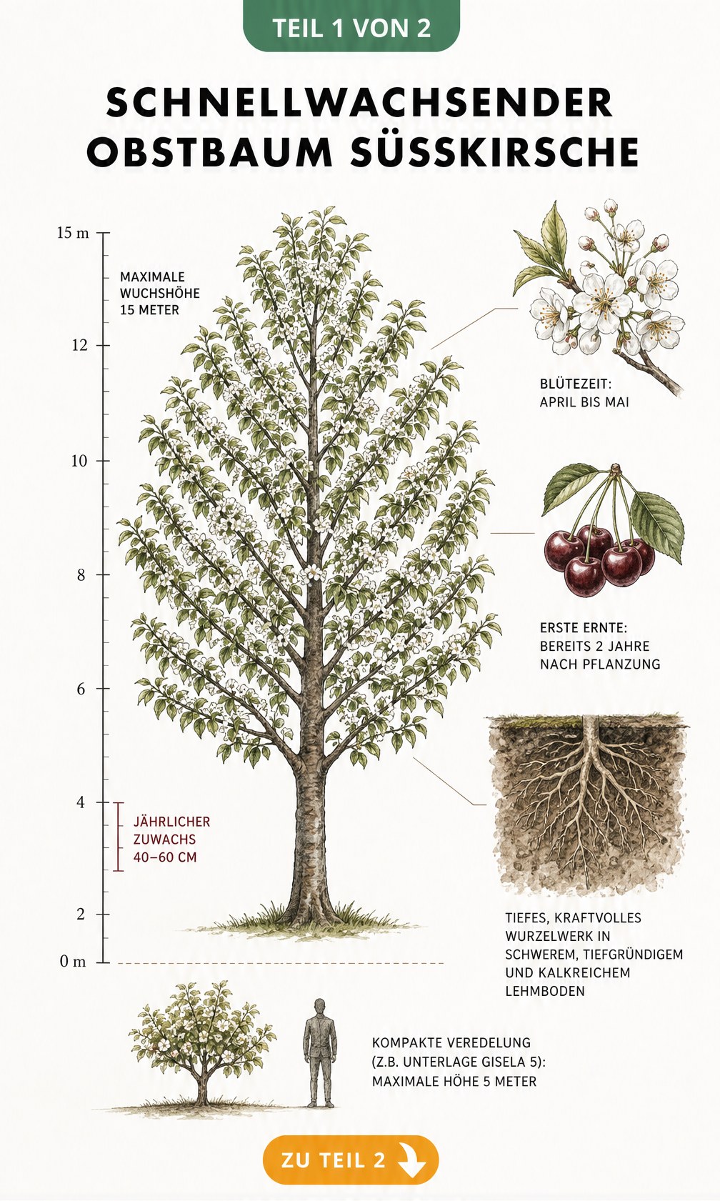 Botanische Illustration einer Süßkirsche mit Messskala für das jährliche Wachstum, Blüten, Früchten und Wurzelwerk im Lehmboden.