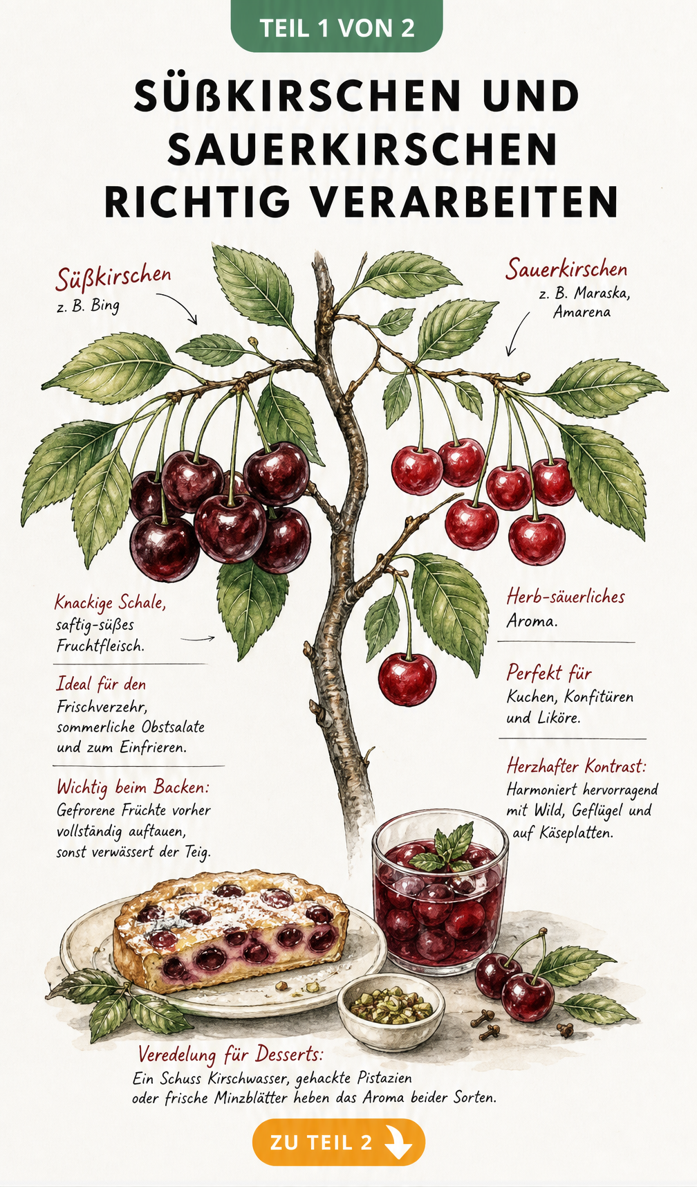 Botanische Illustration von Süßkirschen und Sauerkirschen mit Tipps zur Verarbeitung und Verwendung in Desserts