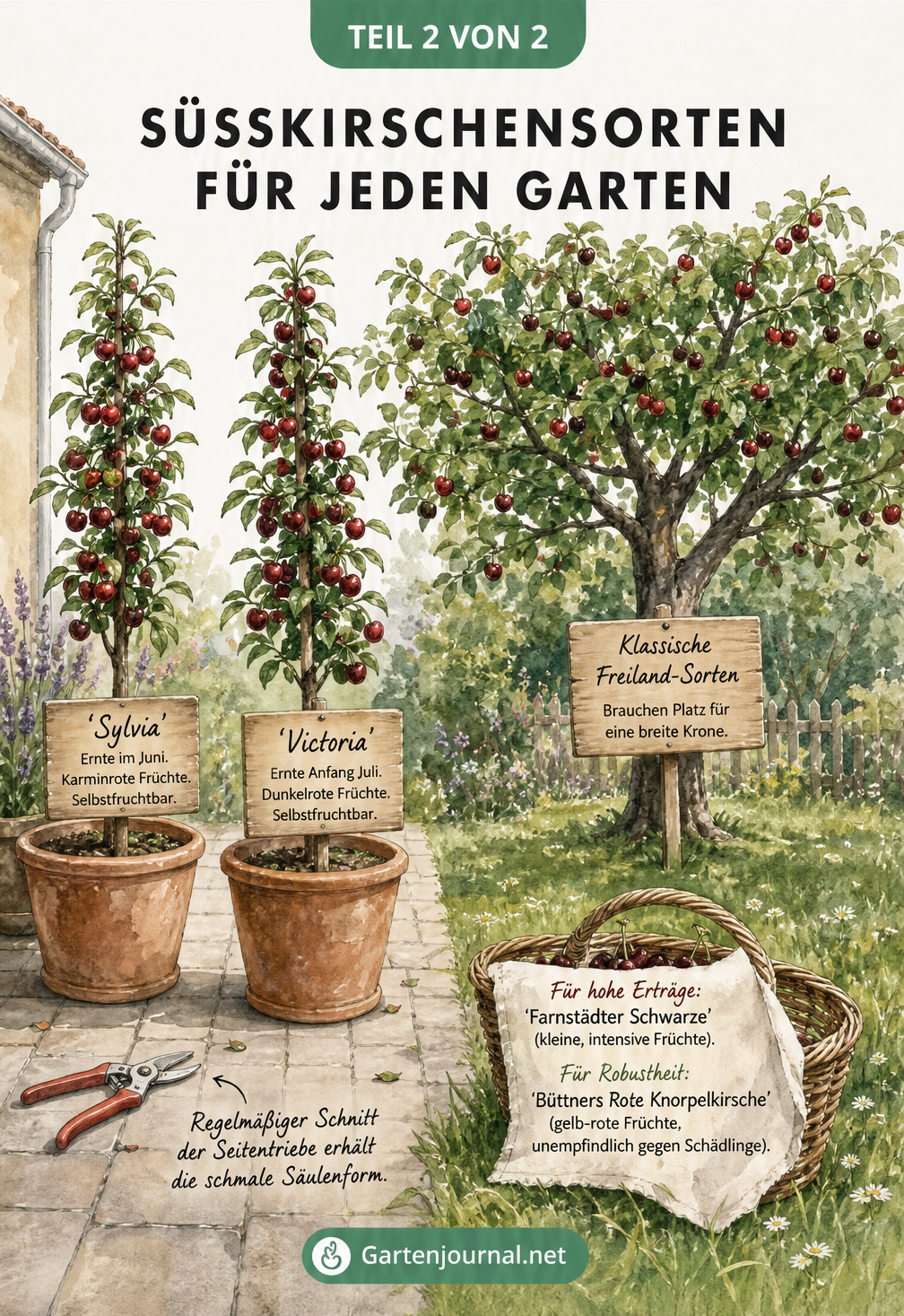 Aquarell-Illustration eines Gartens mit schlanken Säulenkirschen in Kübeln auf der Terrasse und einem großen klassischen Kirschbaum auf der Wiese.