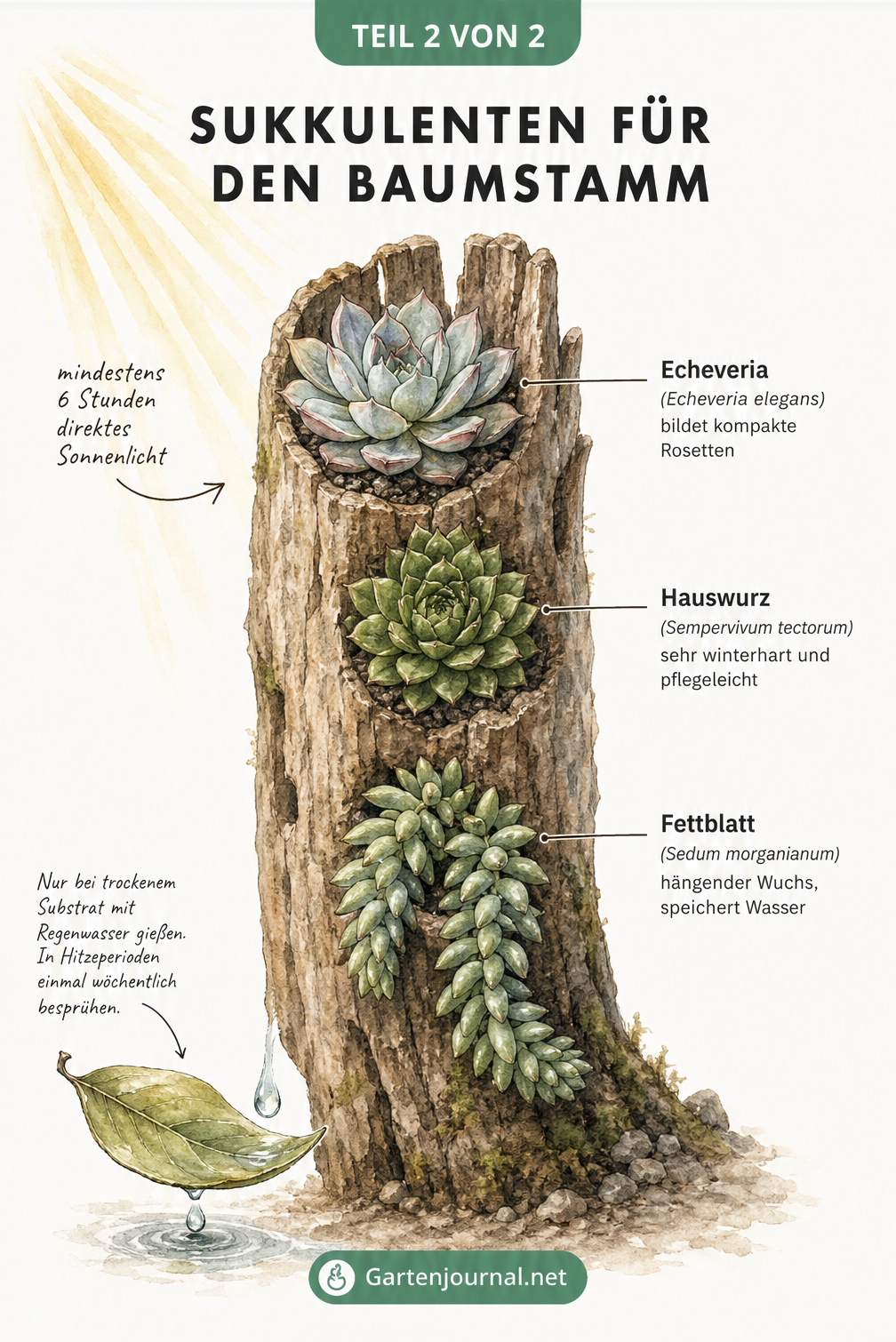 Aquarell-Illustration eines aufrecht stehenden Holzstamms mit Echeveria, Hauswurz und Fettblatt
