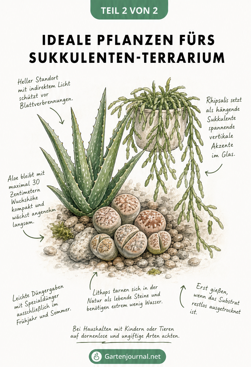 Illustration von Aloe, Lithops und Rhipsalis als ideale Pflanzen für ein Terrarium