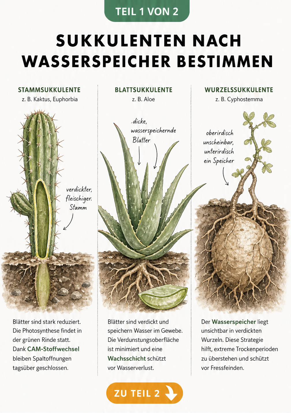 Botanische Illustration von Stamm-, Blatt- und Wurzelsukkulenten mit Erklärungen zu Wasserspeichern