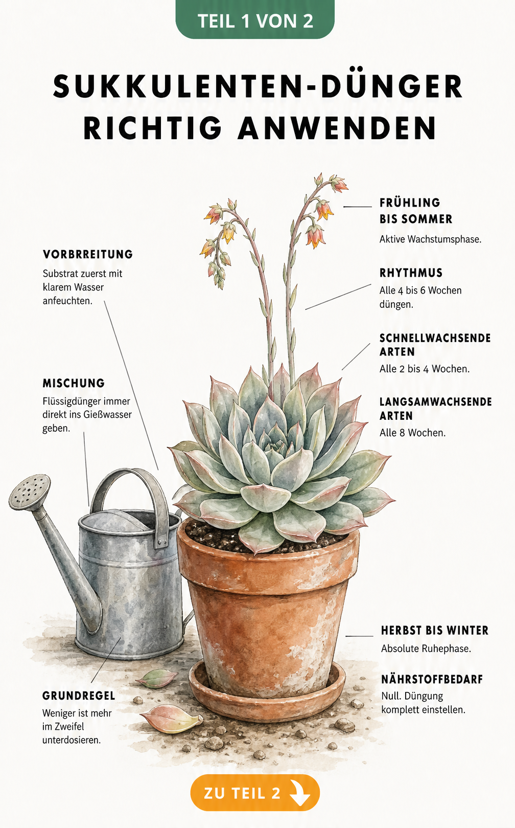 Botanische Illustration einer Echeveria im Terrakotta-Topf mit Gießkanne und Hinweisen zur richtigen Düngung von Sukkulenten