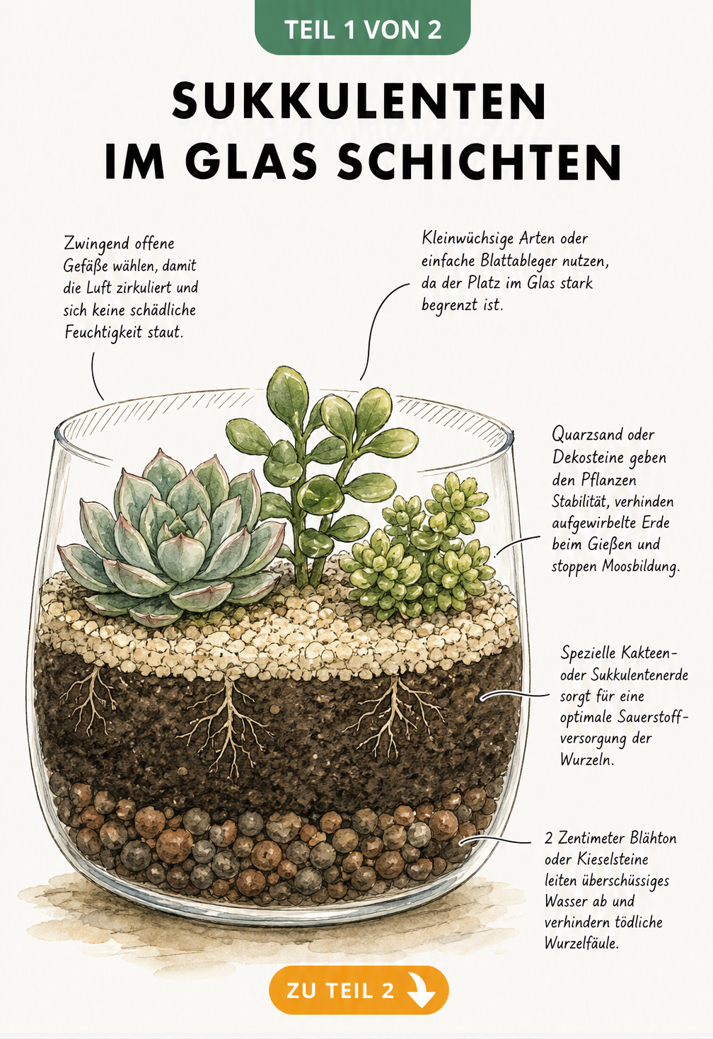 Querschnitt einer Glasschale mit Sukkulenten, die die verschiedenen Erdschichten wie Blähton, Kakteenerde und Quarzsand zeigt.