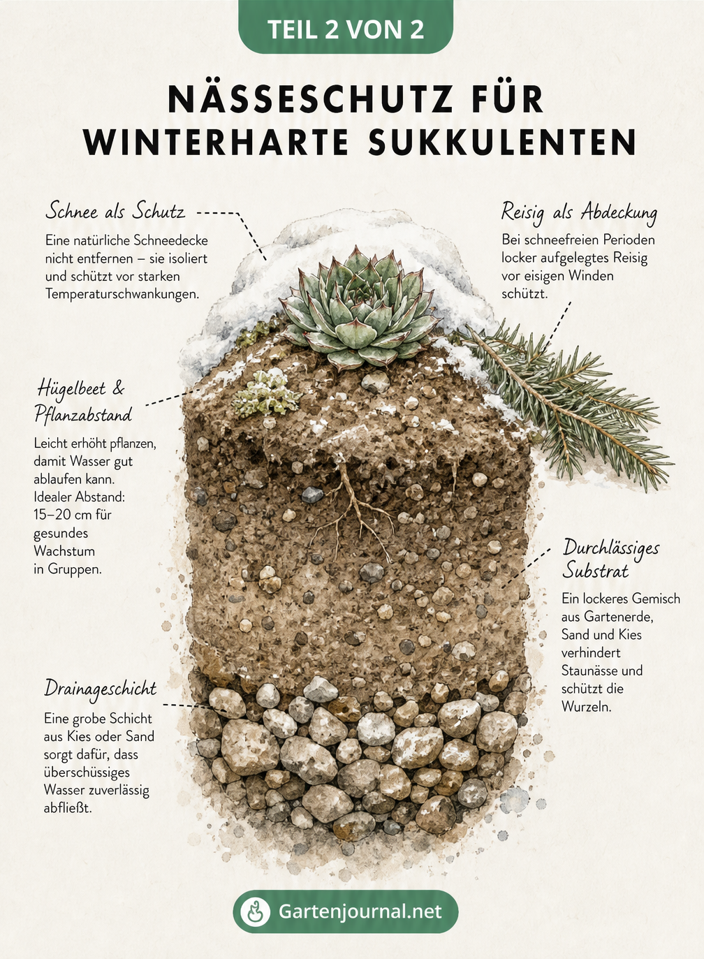 Querschnitt eines Gartenbeets mit einer Sempervivum-Rosette, der die ideale Drainage aus Kies und Sand sowie den Nässeschutz durch Schnee zeigt.