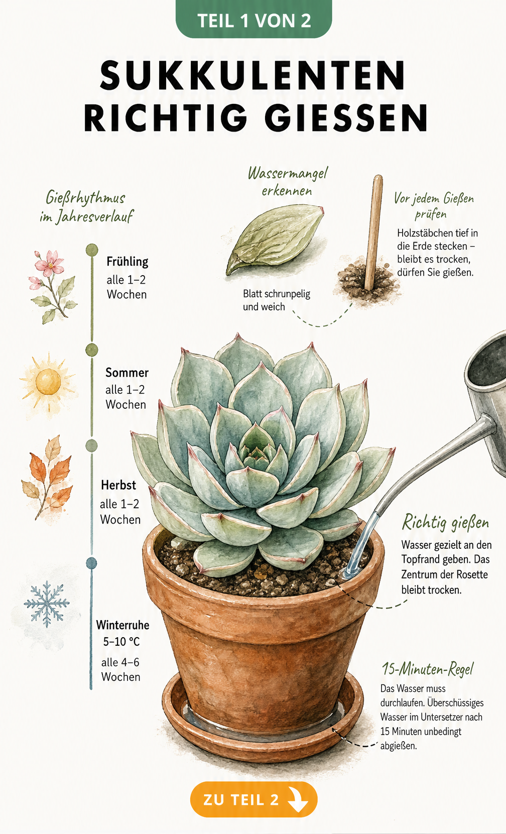 Botanische Illustration einer Sukkulente mit Gießrhythmus im Jahresverlauf, Gießtechnik und Warnsignalen für Wassermangel