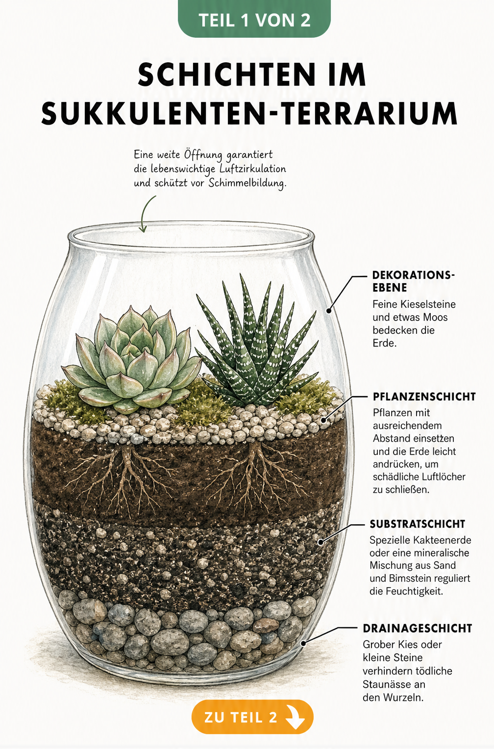 Schnittgrafik eines Sukkulenten-Terrariums mit Drainageschicht, Substrat und Dekoration