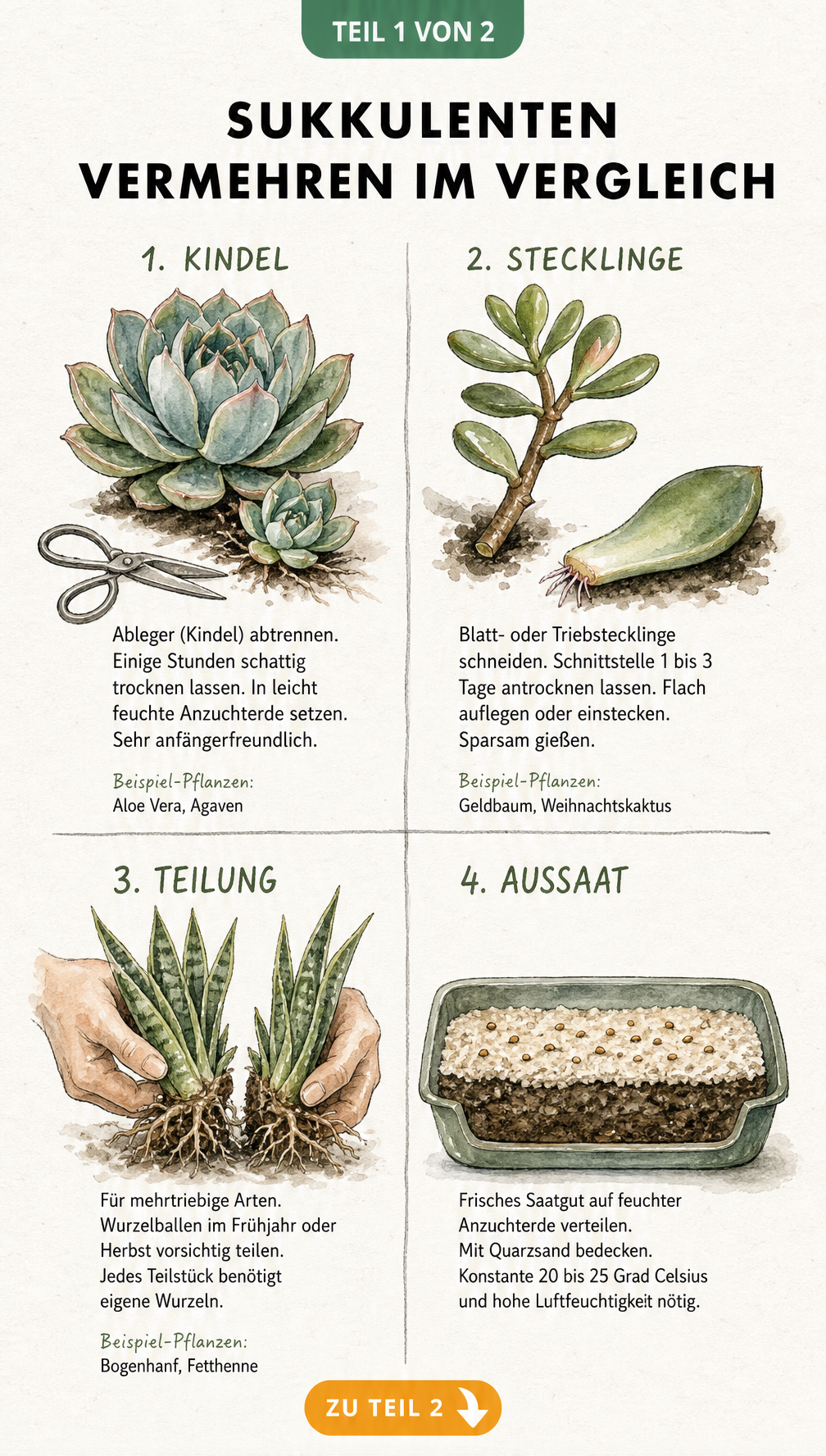 Botanische Illustration der vier Methoden zur Vermehrung von Sukkulenten: Kindel, Stecklinge, Teilung und Aussaat