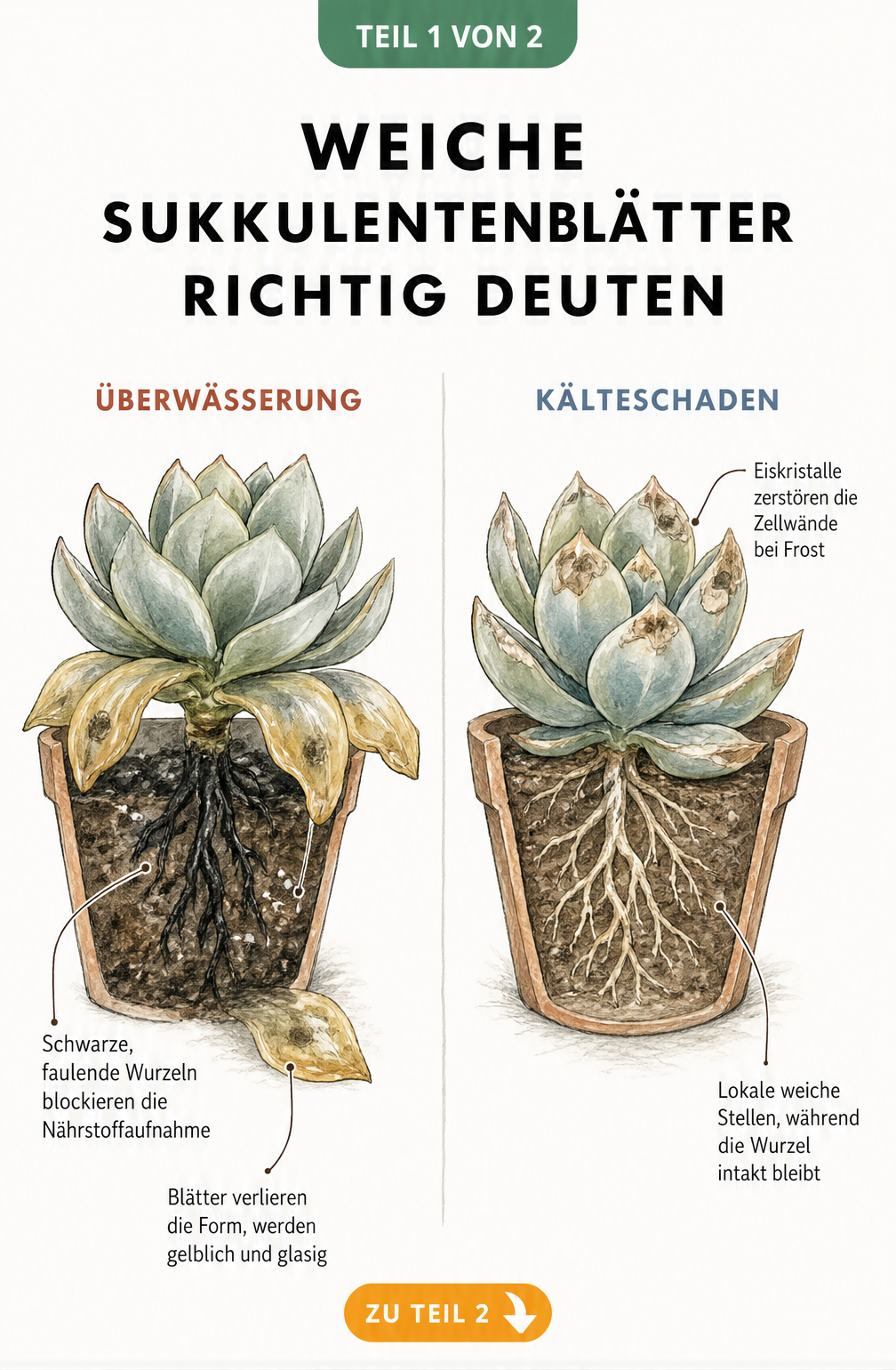 Illustration von zwei Echeverien im Vergleich, die die Schadbilder Überwässerung mit faulenden Wurzeln und Kälteschaden mit glasigen Blättern zeigen.