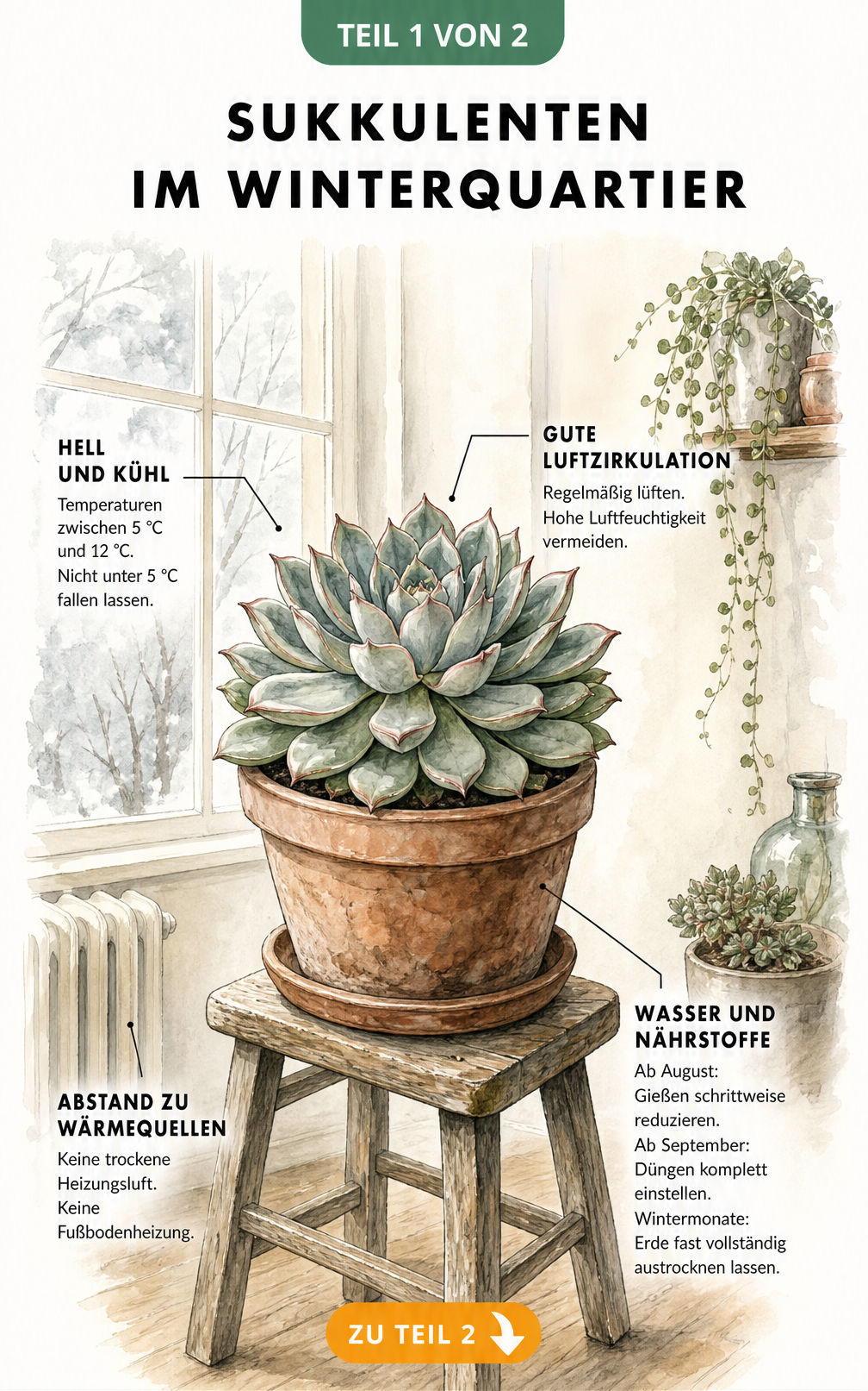 Botanische Illustration einer Sukkulente im Tontopf am Fenster mit Pflegehinweisen zu Temperatur, Luftzirkulation und Gießen im Winter