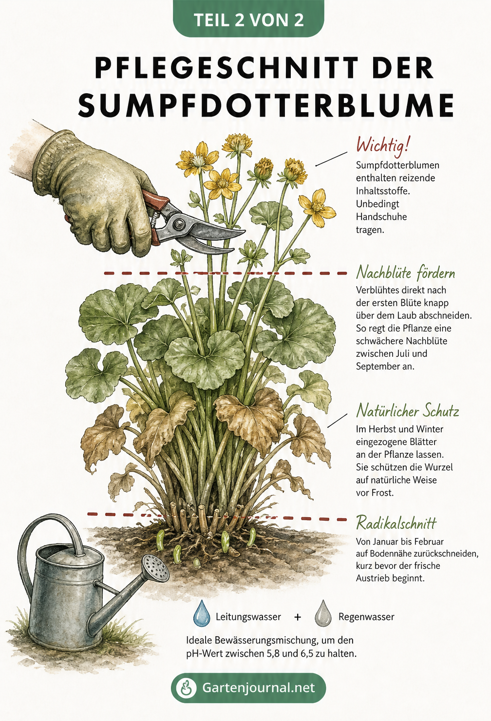Illustration einer Sumpfdotterblume mit Schnittlinien für den Rückschnitt nach der Blüte und im Winter