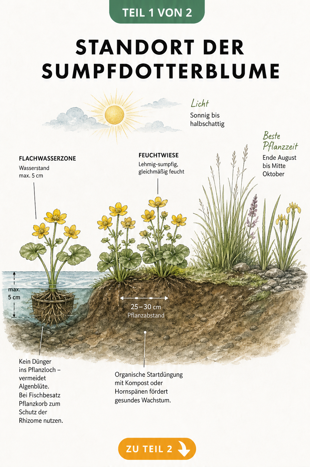 Querschnitt-Illustration eines Teichufers mit Sumpfdotterblumen in Flachwasserzone und Feuchtwiese