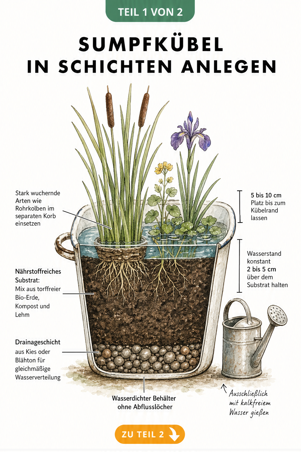 Schnittzeichnung eines bepflanzten Sumpfkübels mit Drainageschicht, Substrat und Wasserstand