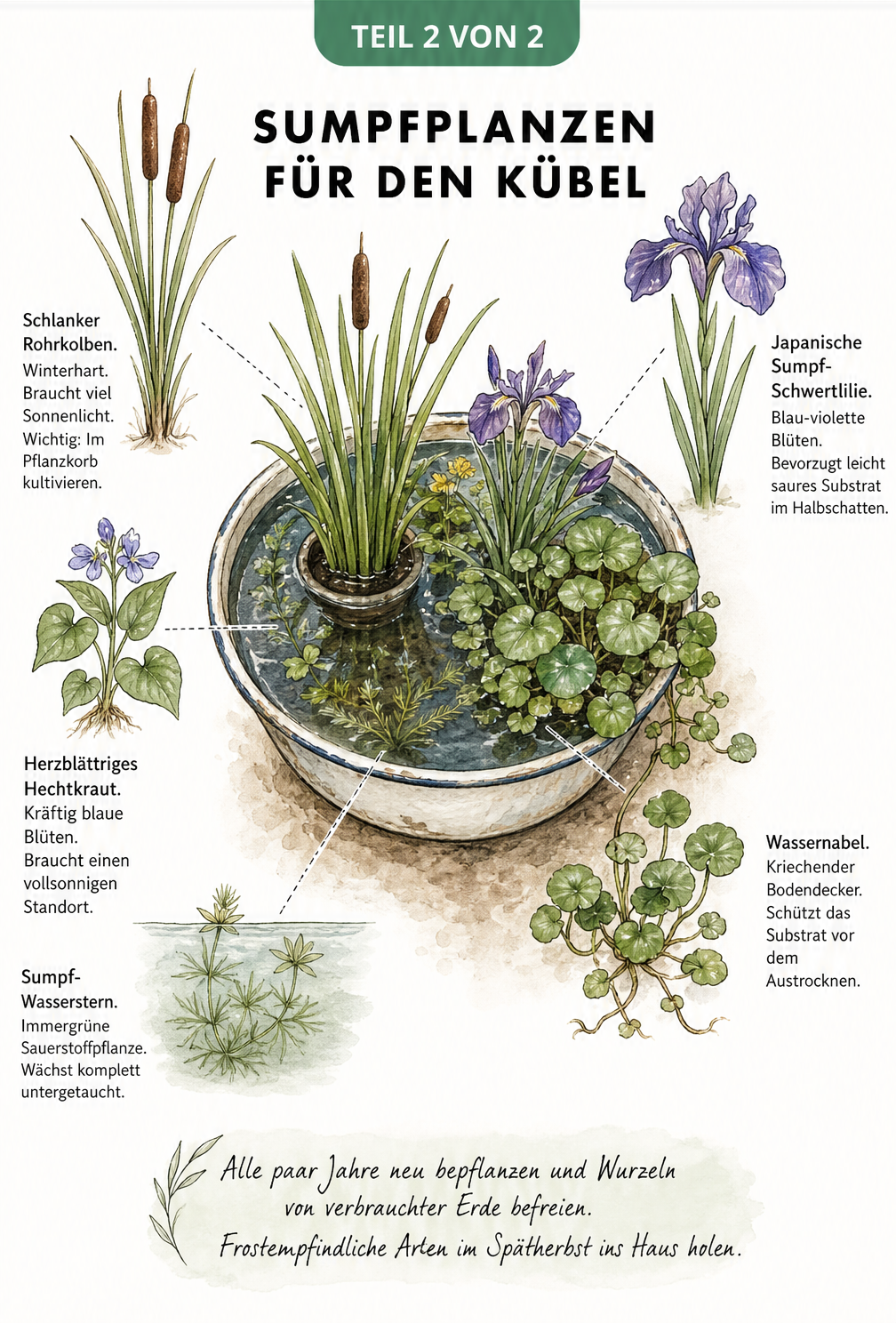 Botanische Illustration von fünf Sumpfpflanzen für den Kübel, darunter Rohrkolben und Hechtkraut