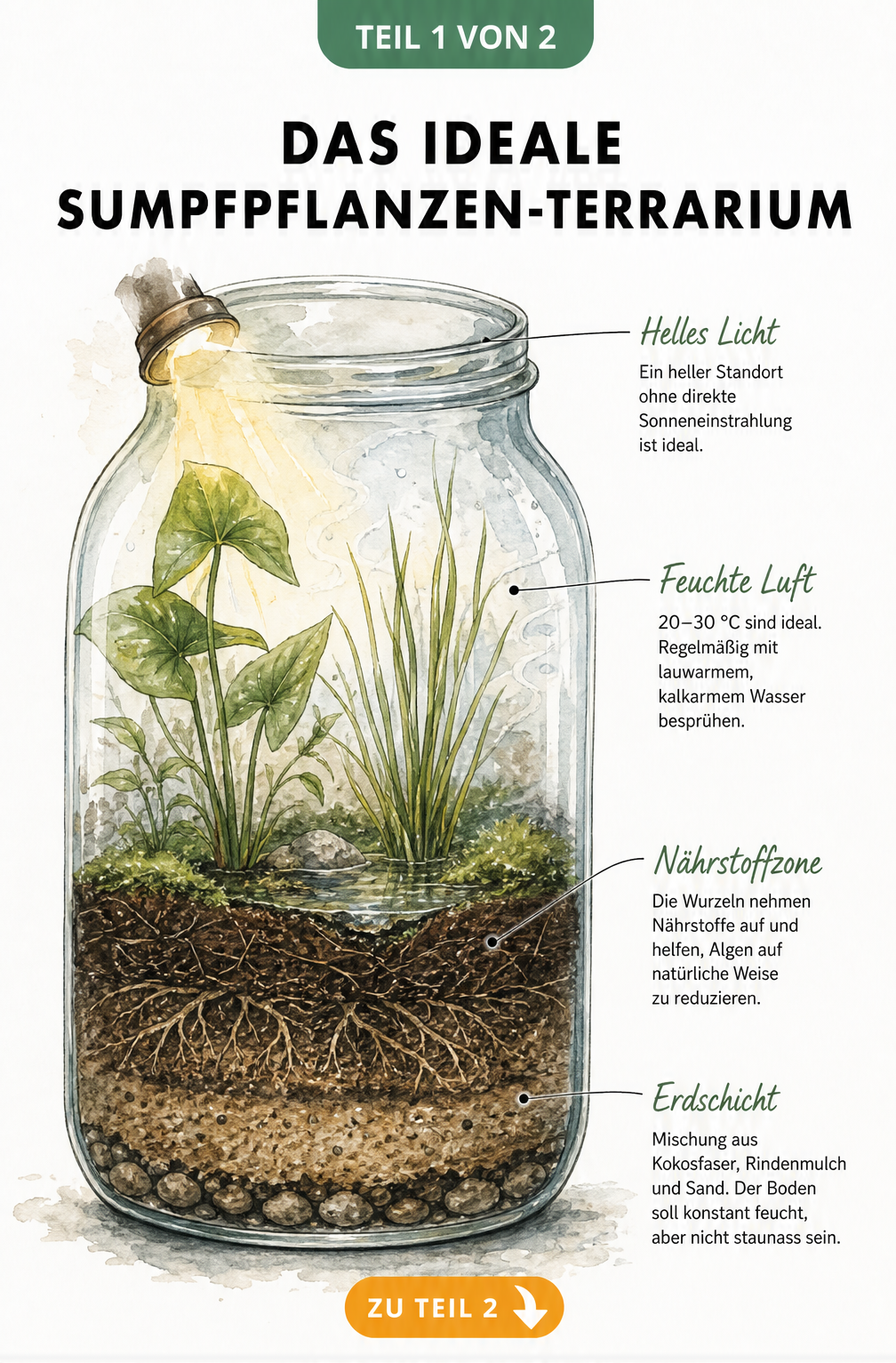 Schnittzeichnung eines bepflanzten Glasterrariums mit Sumpfpflanzen, Bodenschichten und Hinweisen zu Luftfeuchtigkeit und Temperatur