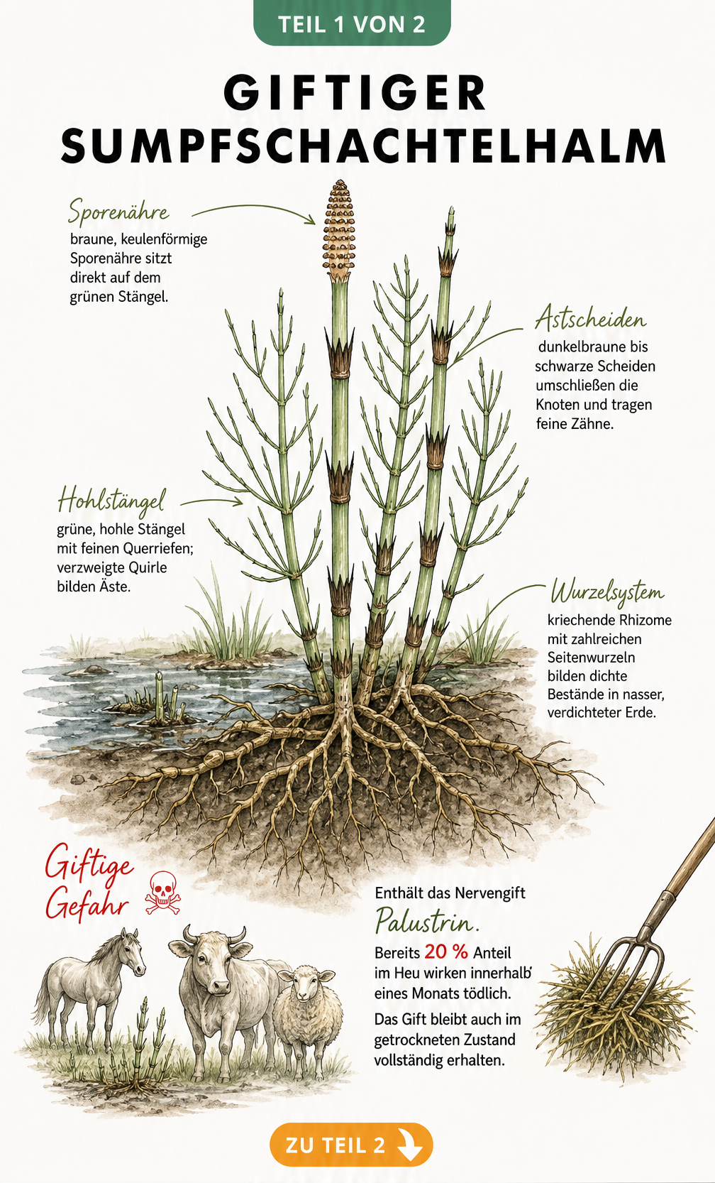 Botanische Illustration des Sumpfschachtelhalms mit Sporenähre, Astscheiden und tiefem Wurzelsystem sowie Warnhinweis zur Giftigkeit für Weidetiere