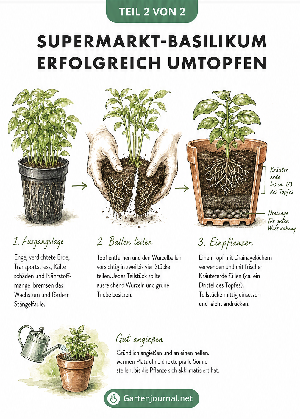 Skizze: Supermarkt-Basilikum umtopfen, Wurzelballen teilen und in einen größeren Terrakottatopf mit frischer Erde pflanzen.