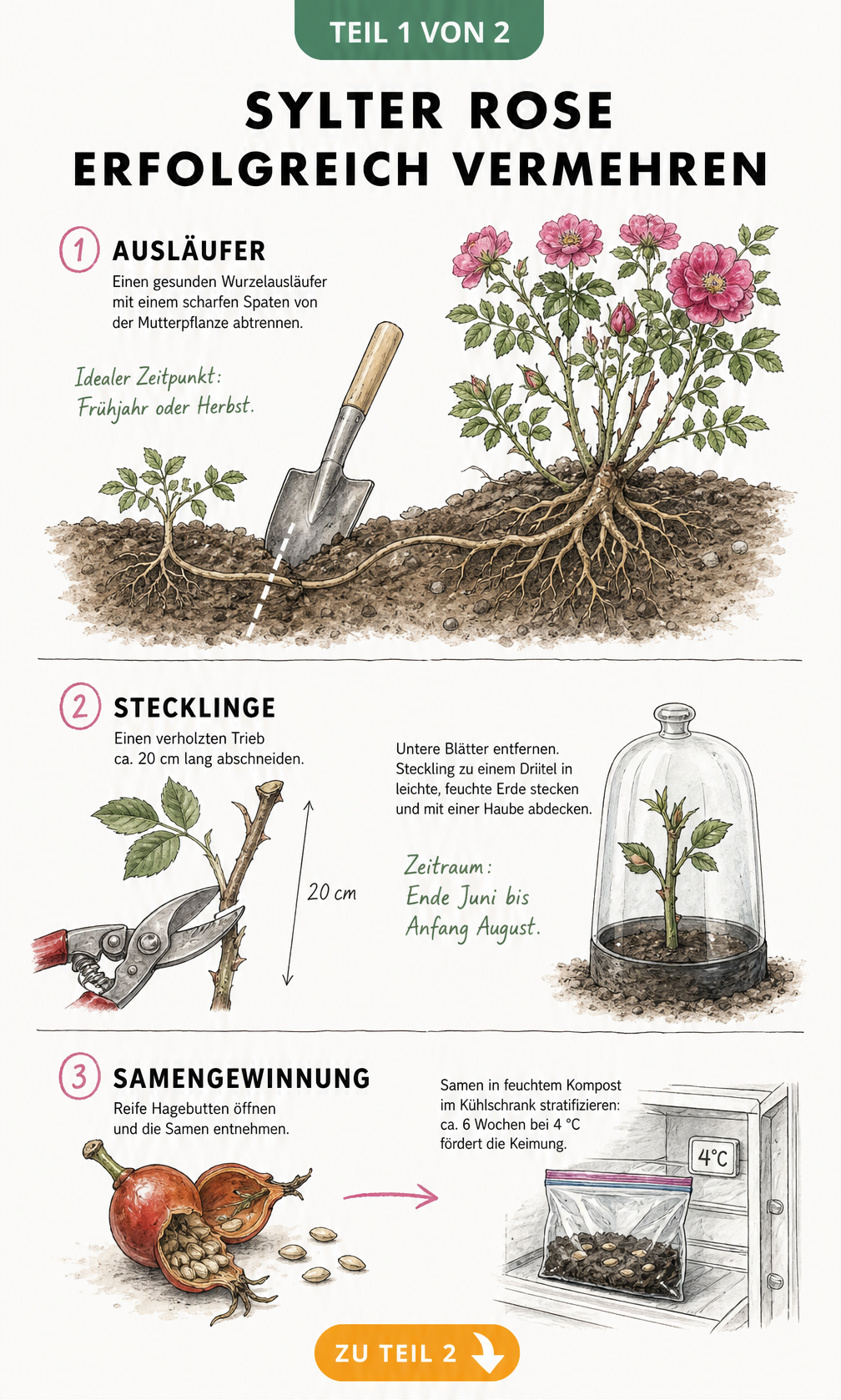 Illustration der drei Vermehrungsmethoden für die Sylter Rose: Ausläufer abtrennen, Stecklinge schneiden und Samen stratifizieren.