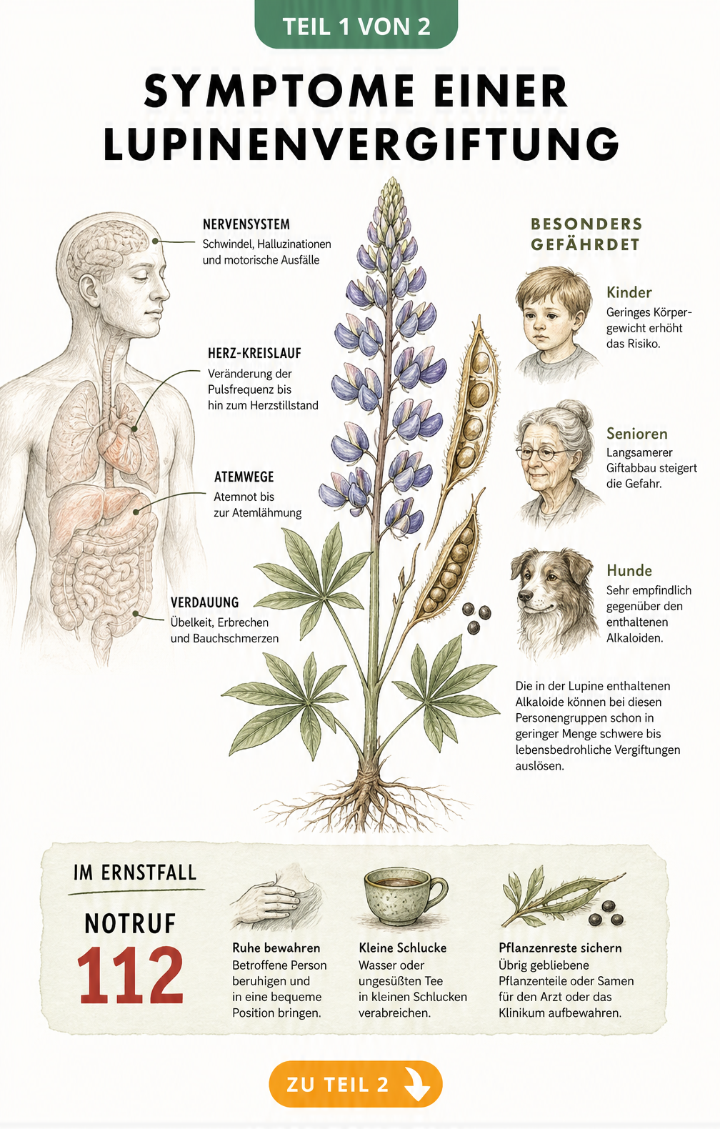 Illustration einer Gartenlupine mit anatomischer Skizze, die Symptome einer Lupinenvergiftung an Kopf, Herz, Bauch und Lunge zeigt.