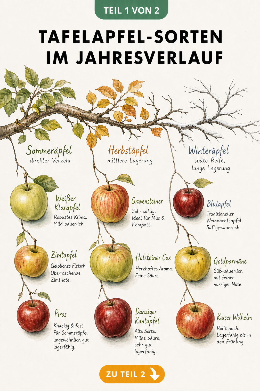 Illustration eines Apfelbaumastes im Jahresverlauf mit Sommer-, Herbst- und Winteräpfeln wie Weißer Klarapfel, Gravensteiner und Blutapfel