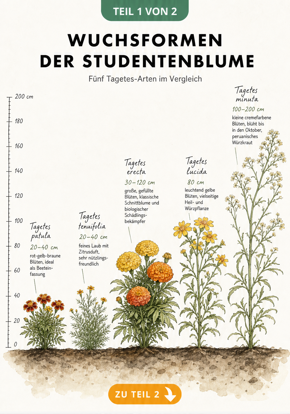 Illustration von fünf Tagetes-Arten mit Wuchshöhen von 20 bis 200 Zentimetern im Vergleich