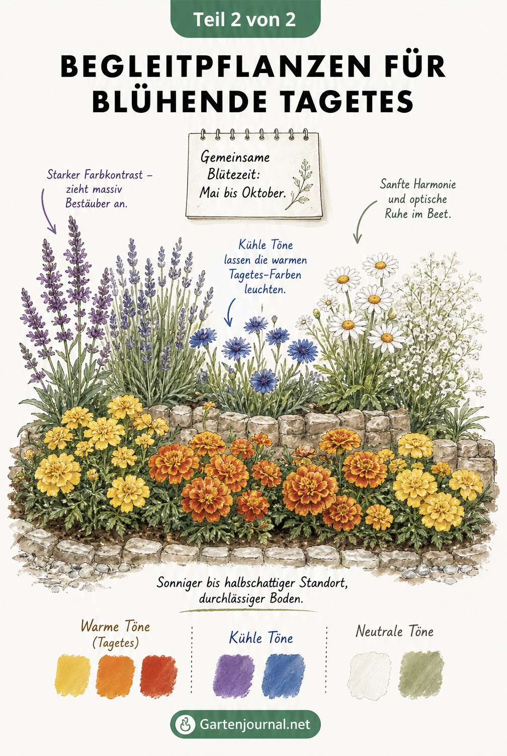 Aquarell-Skizze eines Blumenbeets mit Tagetes, Steppensalbei, Lavendel, Kornblumen und Margeriten