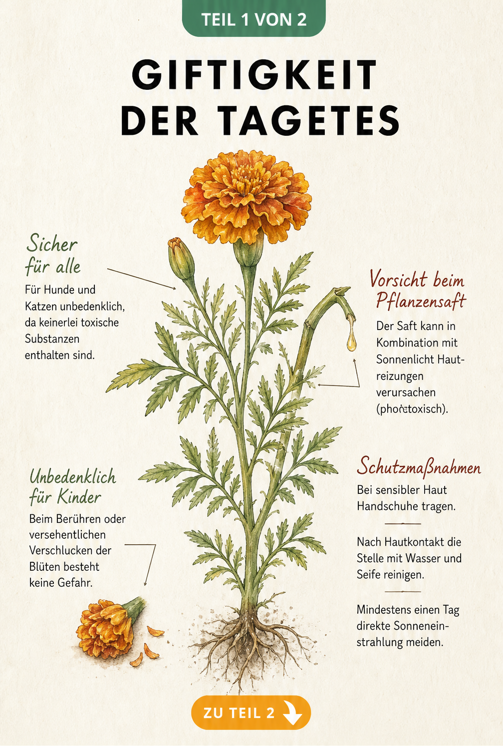 Botanische Illustration einer Tagetes-Pflanze mit Hinweisen zur Unbedenklichkeit für Kinder und Haustiere sowie Warnung vor phototoxischen Reaktionen bei...