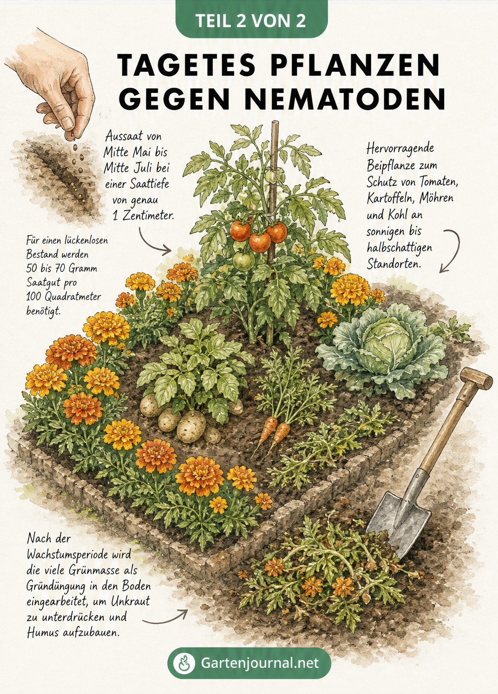 Skizze eines Gartenbeets mit Tagetes als Randbepflanzung um Tomaten und Kartoffeln, inklusive Aussaat-Tipps und Gründüngung.