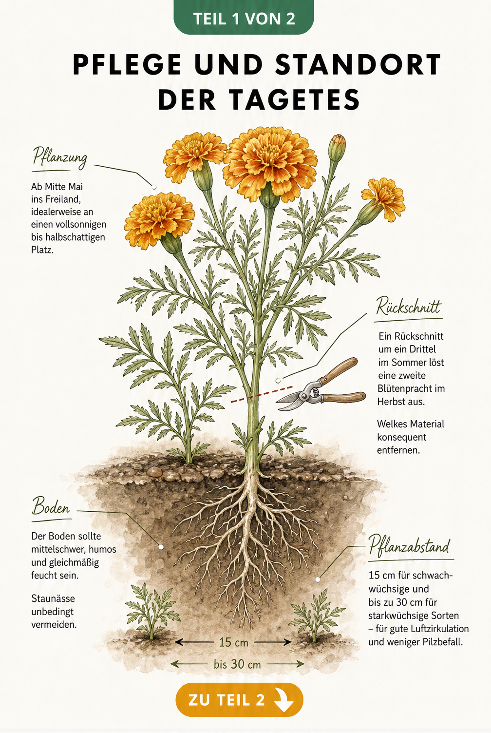 Botanische Schnittzeichnung einer Tagetes im Beet mit Wurzelwerk und Hinweisen zu Pflanzung, Rückschnitt und Bodenbeschaffenheit