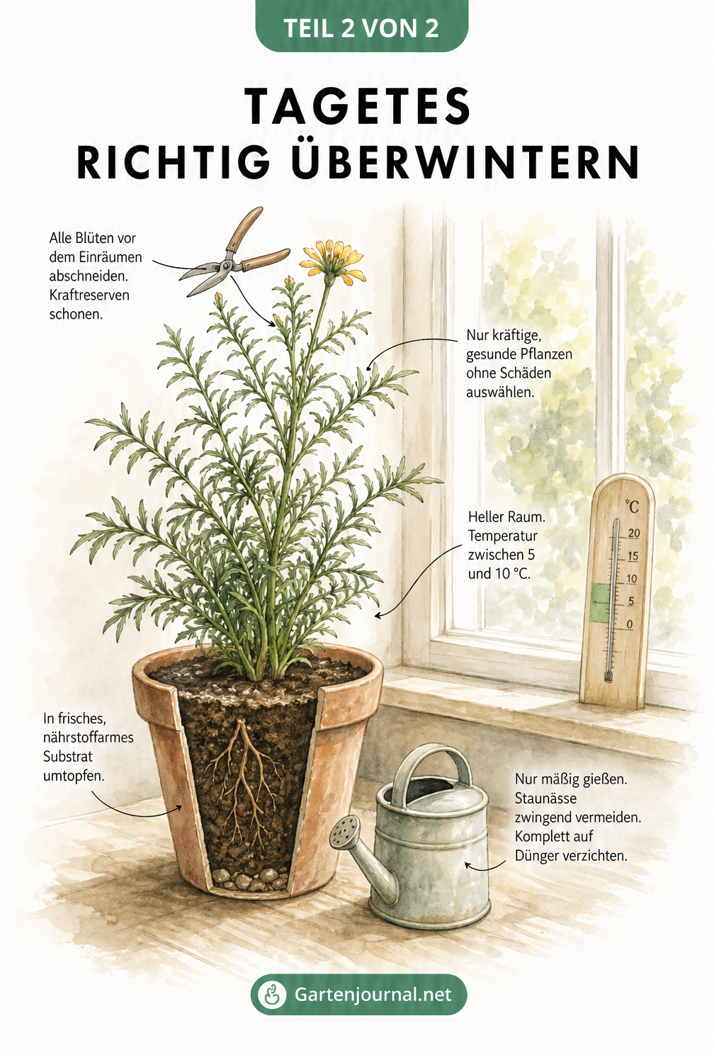 Illustration einer getopften Tagetes am Fenster mit Pflegetipps zur Überwinterung wie Rückschnitt, Temperatur, Umtopfen und Gießen.
