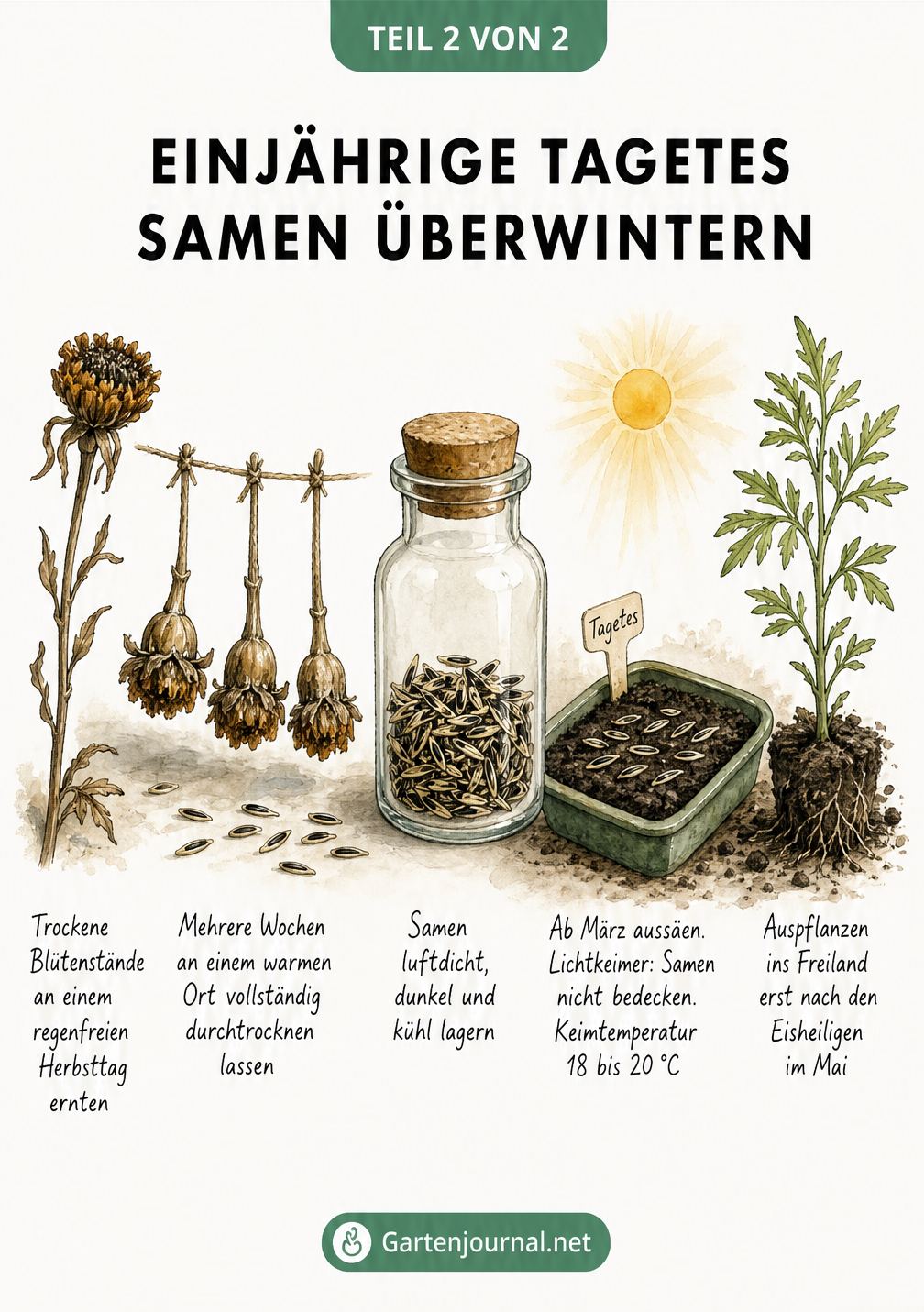 Gezeichneter Ablauf der Samengewinnung von Tagetes, von der Ernte trockener Blütenstände über die Lagerung bis zur Aussaat im Frühjahr