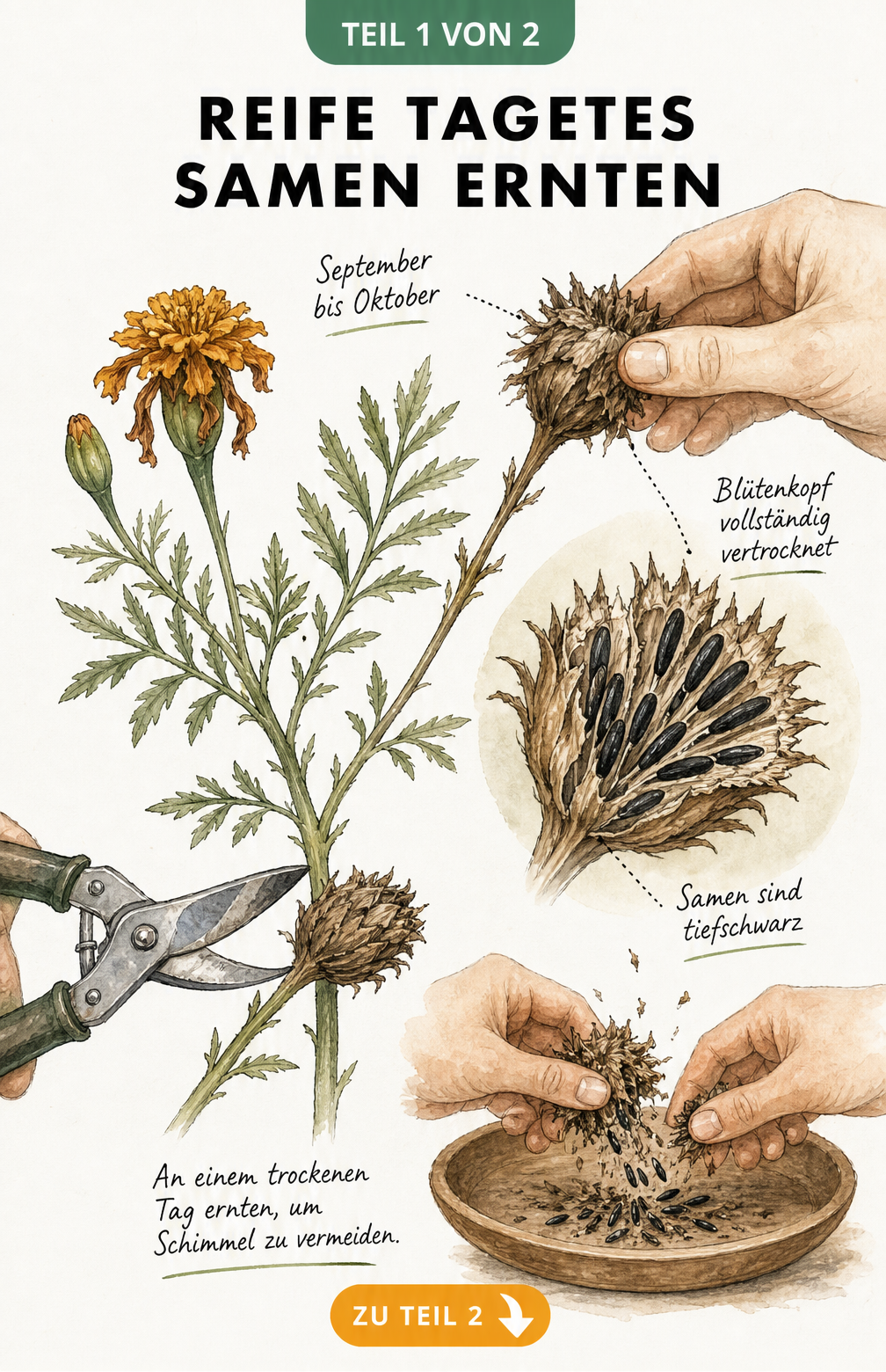 Botanische Illustration, die den Reifeprozess von Tagetes zeigt, mit einem vertrockneten Blütenkopf und schwarzen Samen, die über einer Holzschale geerntet...