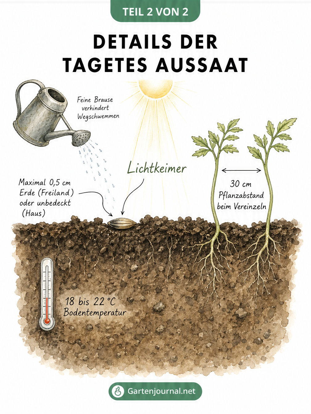 Querschnitt eines Gartenbeets mit Tagetes-Samen an der Oberfläche, Gießkanne und Thermometer, das 18 bis 22 Grad anzeigt.