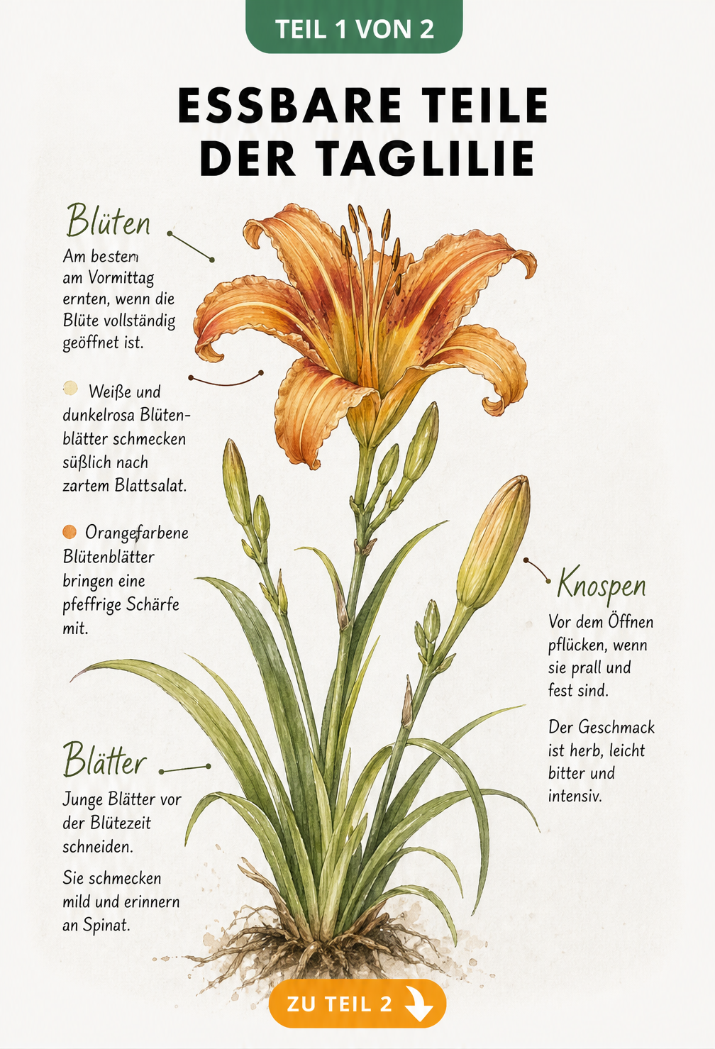 Botanische Illustration einer Taglilie mit Erklärungen zu essbaren Blüten, Knospen und Blättern