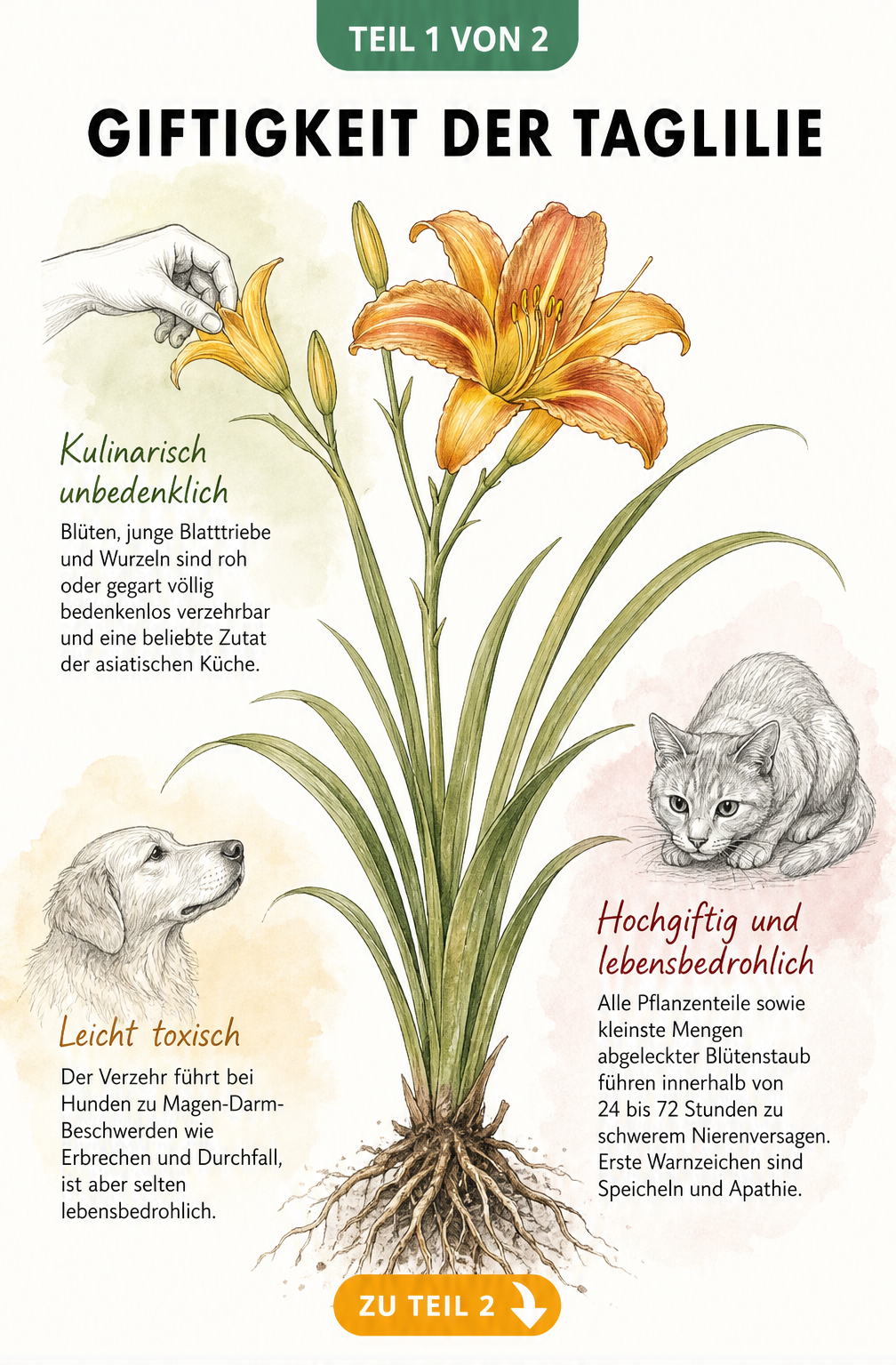 Illustration einer Taglilie mit Hinweisen zur Essbarkeit für Menschen und Giftigkeit für Katzen und Hunde