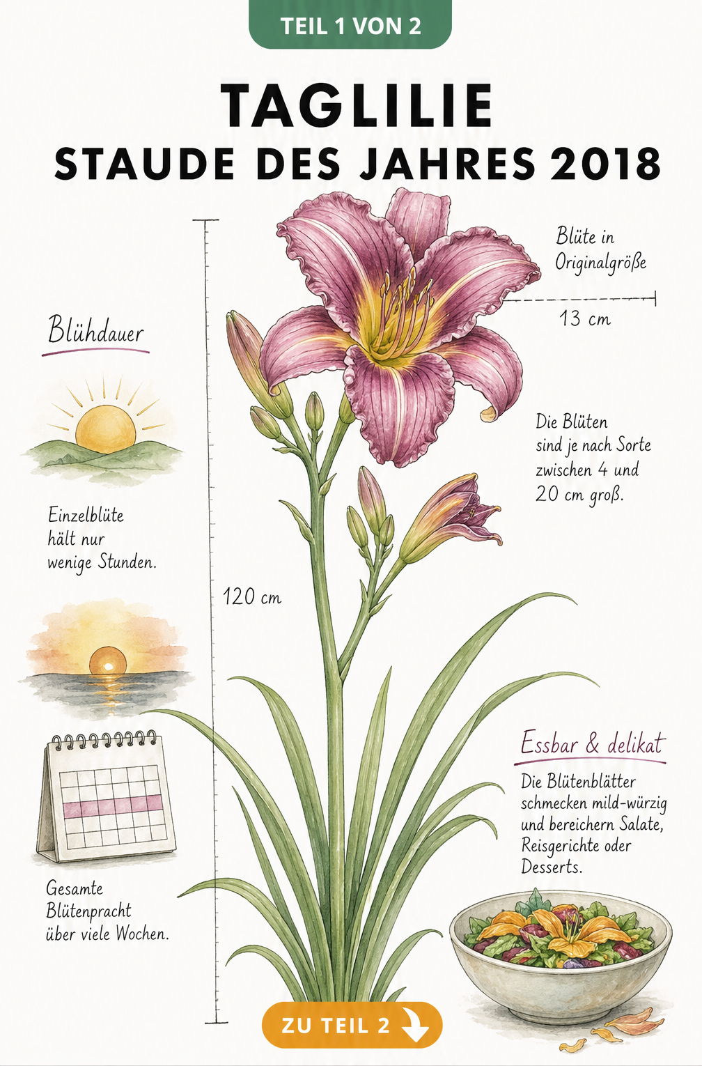 Botanische Illustration der Taglilie 'Samtriese' mit Maßband für Wuchshöhe und Blütengröße sowie Hinweisen zur Blühdauer und Essbarkeit