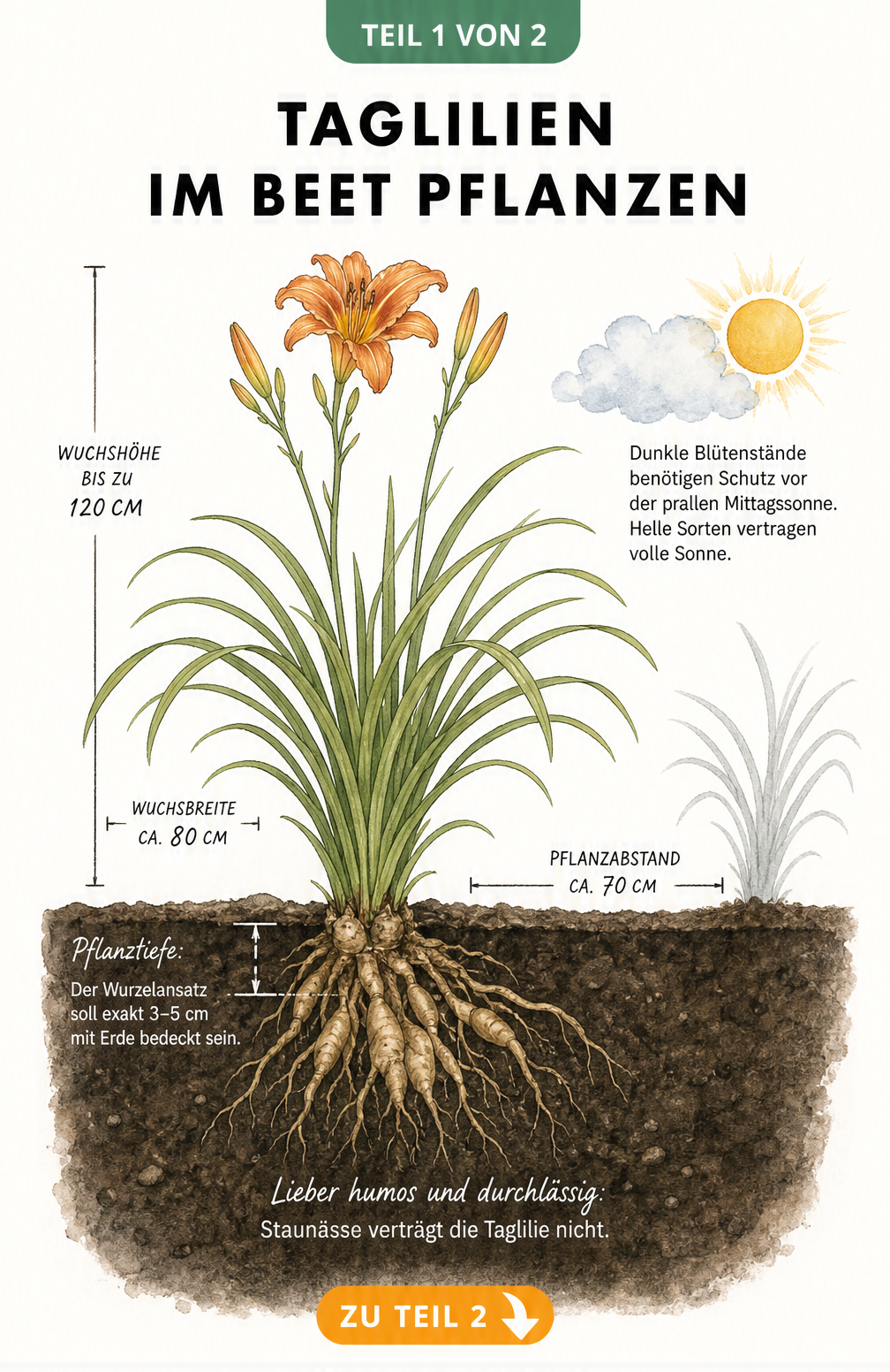 Botanische Querschnitt-Illustration einer Taglilie im Beet mit Maßangaben zu Wuchshöhe, Pflanztiefe und Pflanzabstand