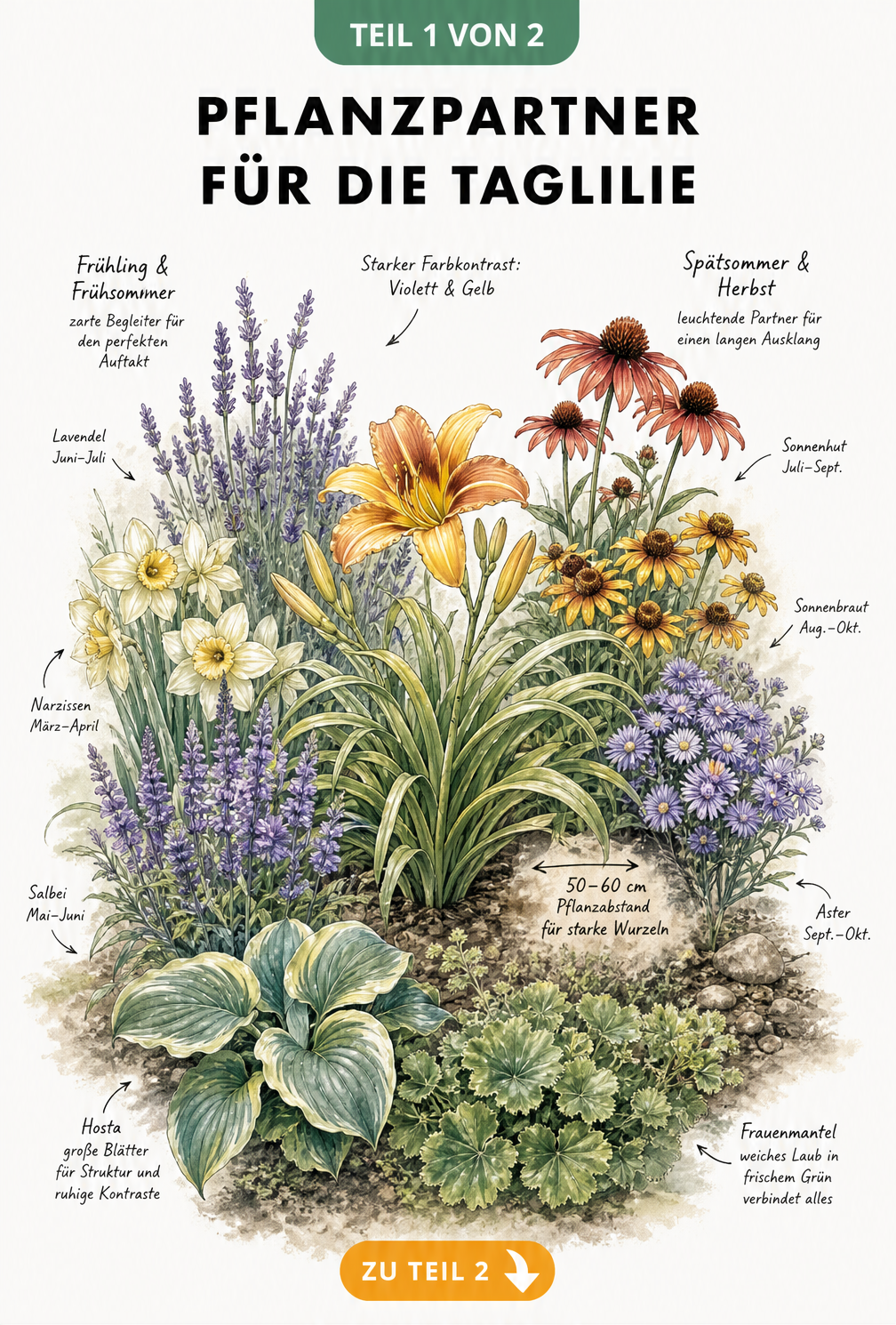Aquarell-Illustration eines Taglilienbeets mit passenden Begleitpflanzen wie Lavendel, Sonnenhut und Hosta nach Jahreszeiten gegliedert