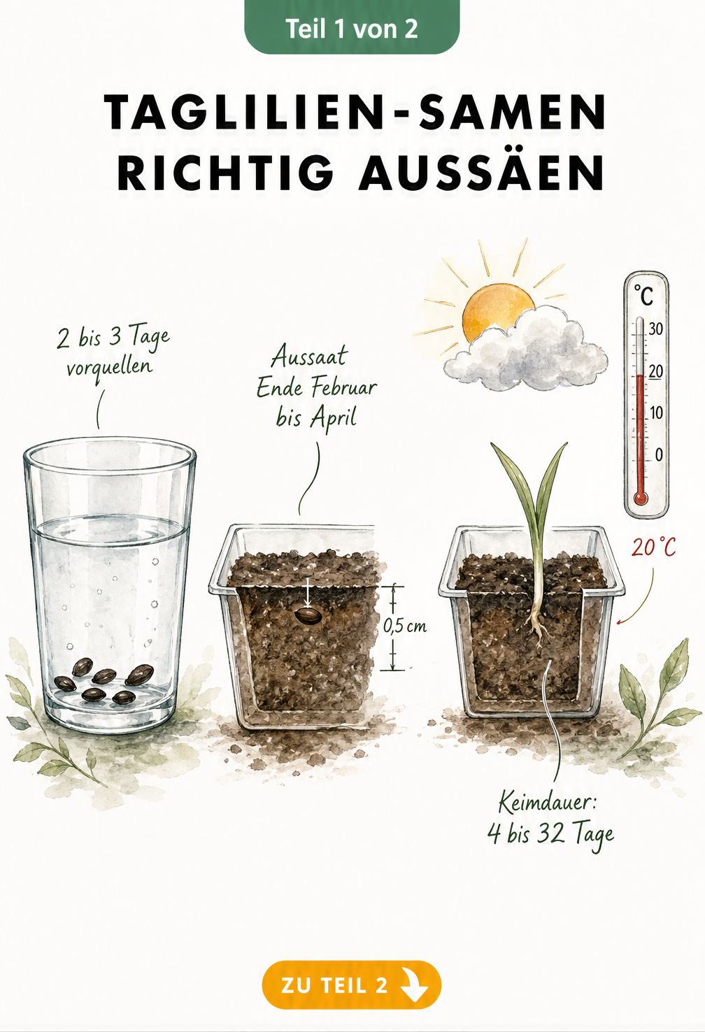 Illustration der Aussaat von Taglilien-Samen in drei Schritten: Vorquellen im Wasserglas, Einpflanzen in Anzuchtschale und Keimling bei 20 Grad.
