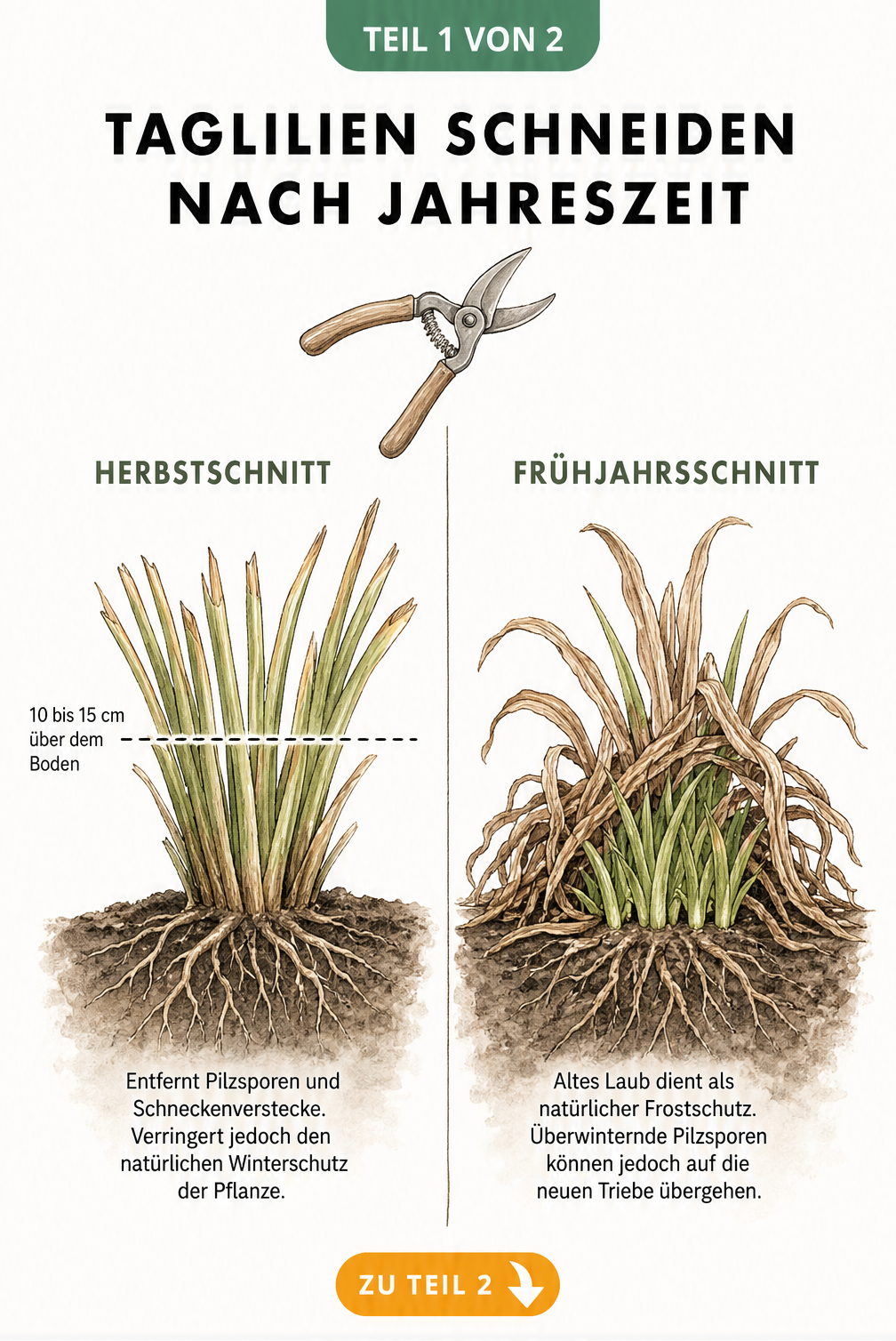 Illustration von Taglilien beim Herbst- und Frühjahrsschnitt mit Markierungen zur Schnitthöhe